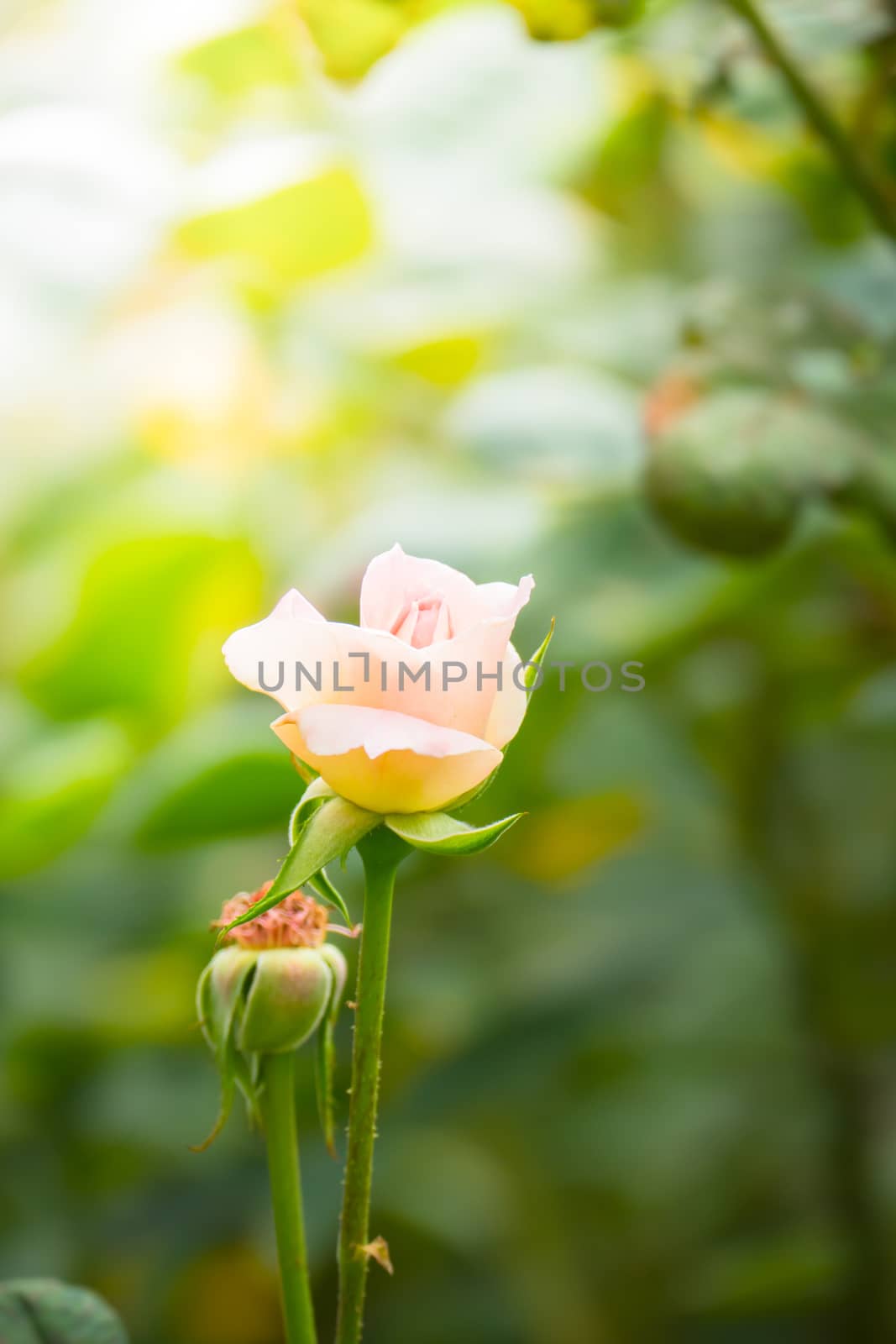 Roses in the garden, Roses are beautiful with a beautiful sunny day.