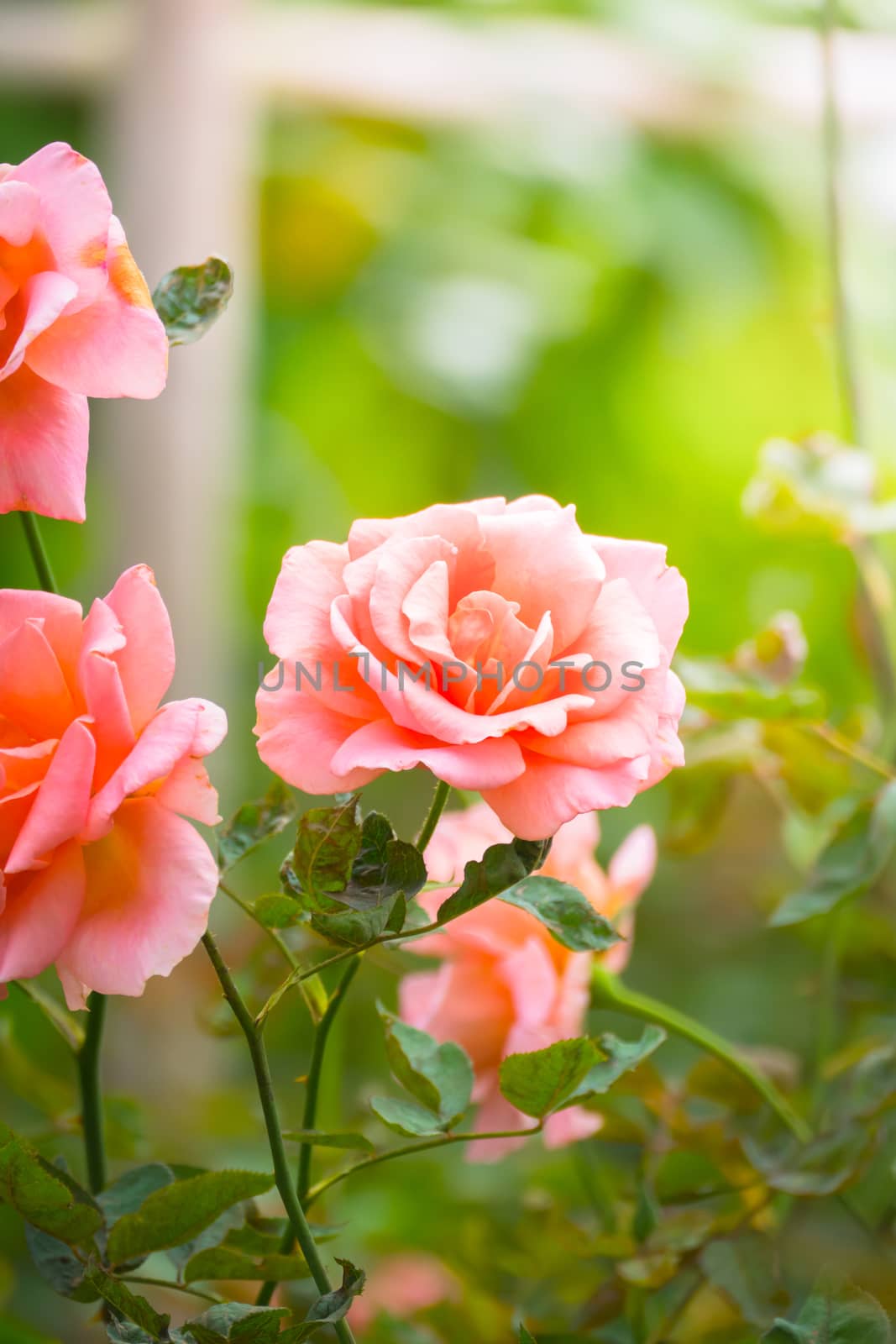 Roses in the garden, Roses are beautiful with a beautiful sunny day.