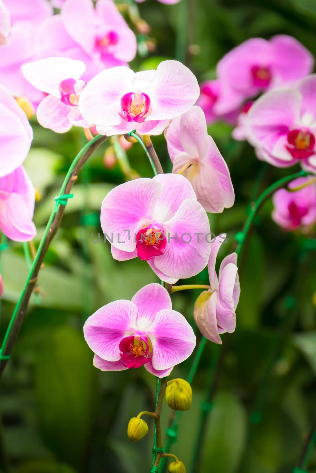 The background image of the colorful flowers by teerawit