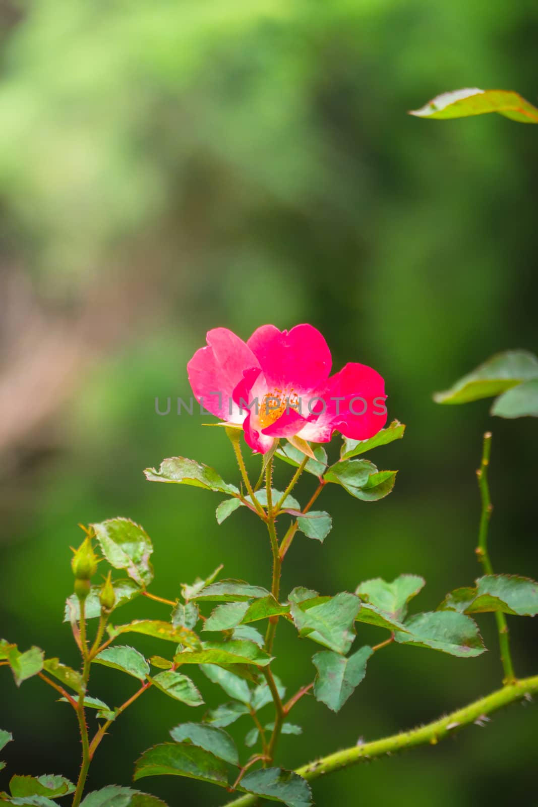 Roses in the garden  by teerawit