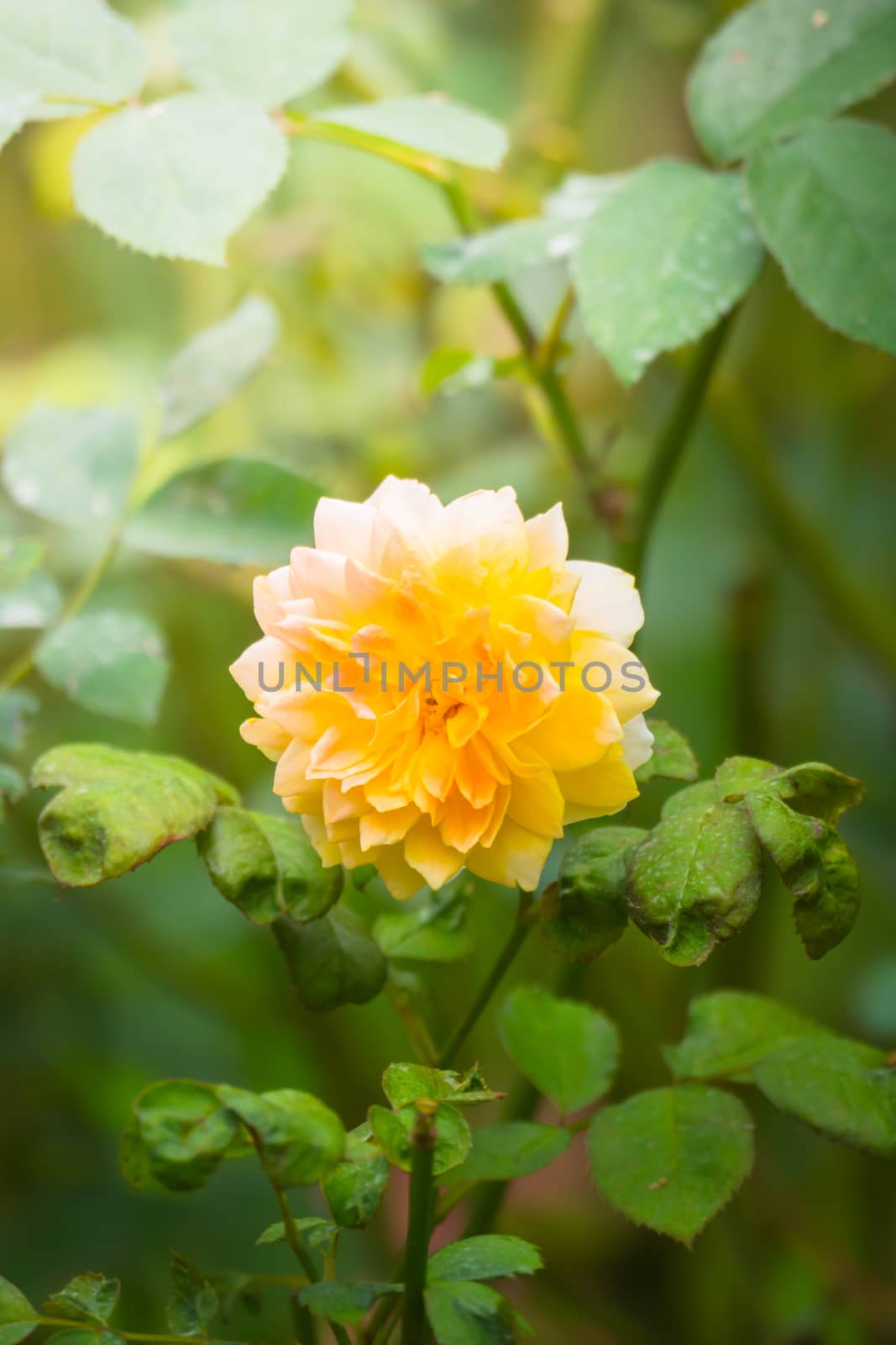 Roses in the garden, Roses are beautiful with a beautiful sunny day.