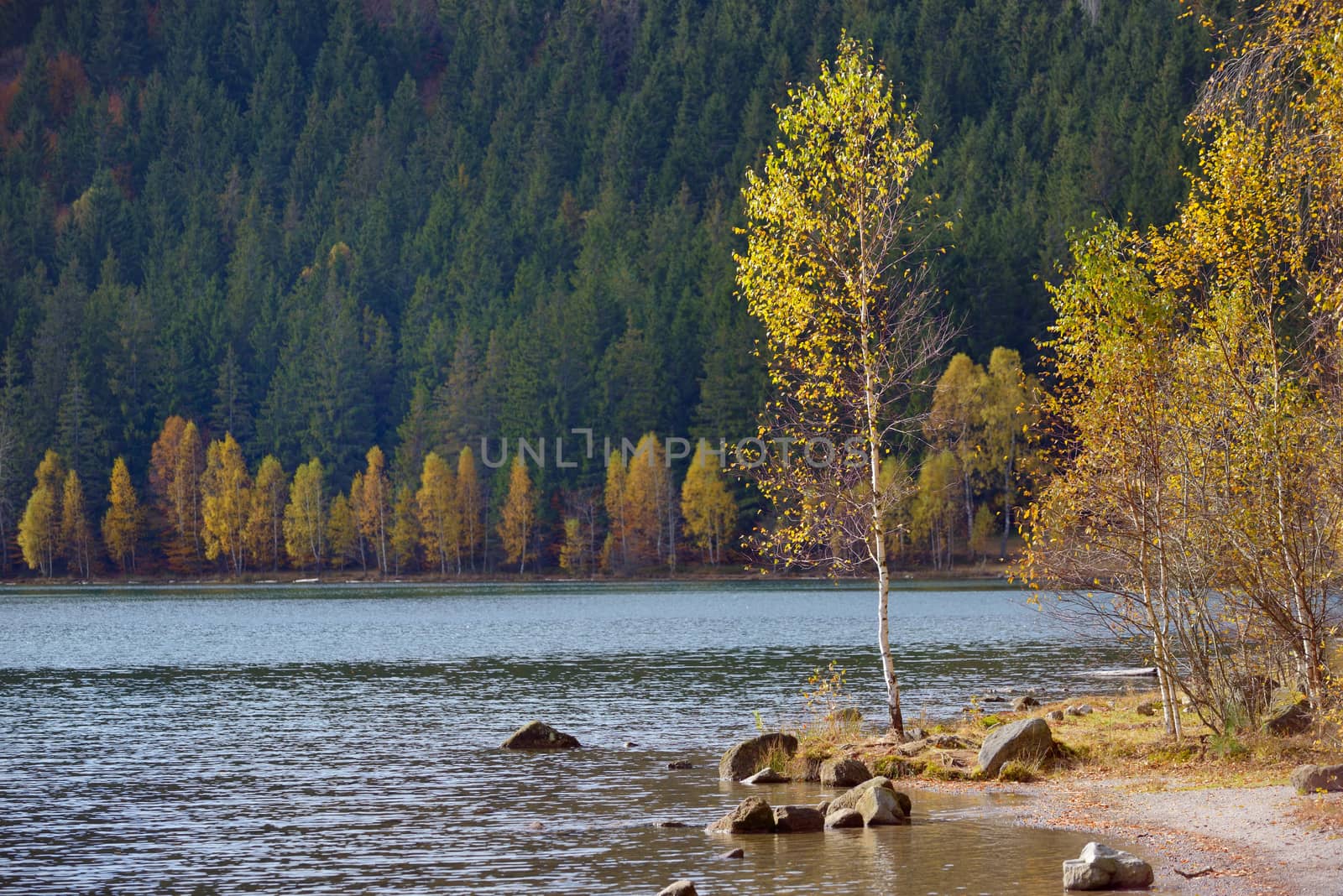 Autumn  with the yellow foliage in Lake Saint Ann