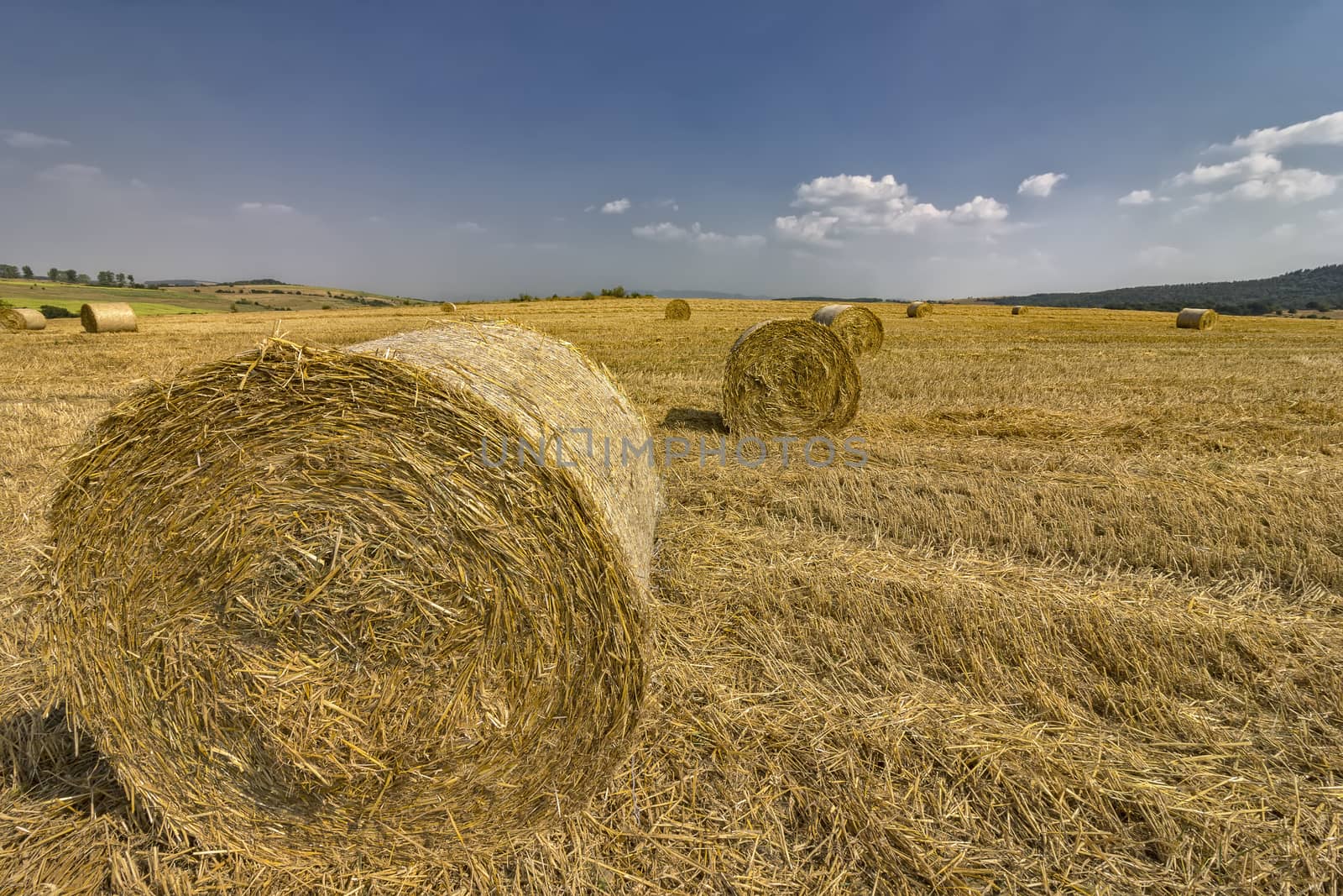 Big bales hay on the field after harvest