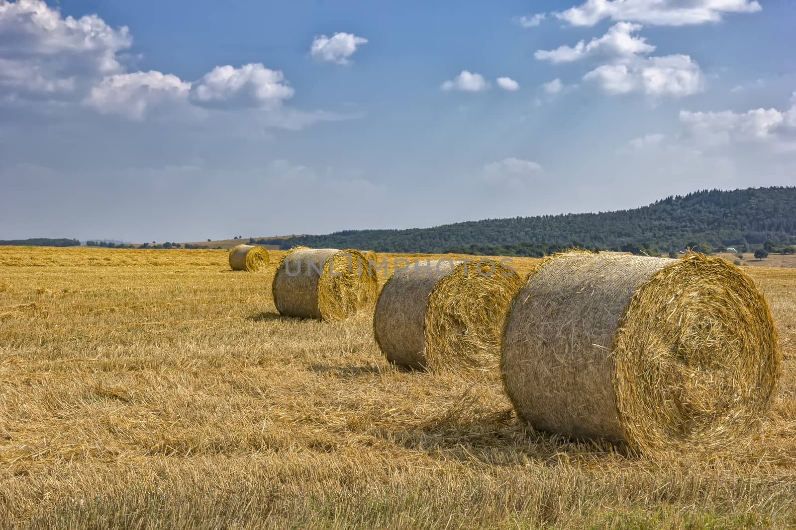 Hay bales on the field after harvest