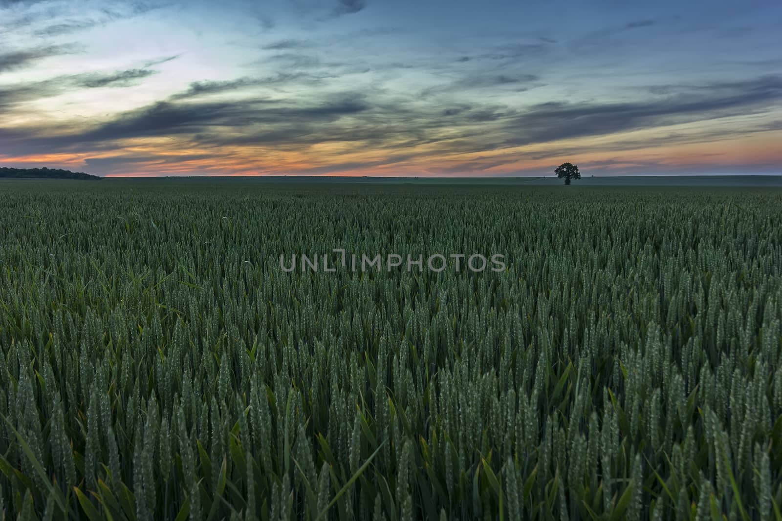 Alone tree on green wheat meadow at sunset