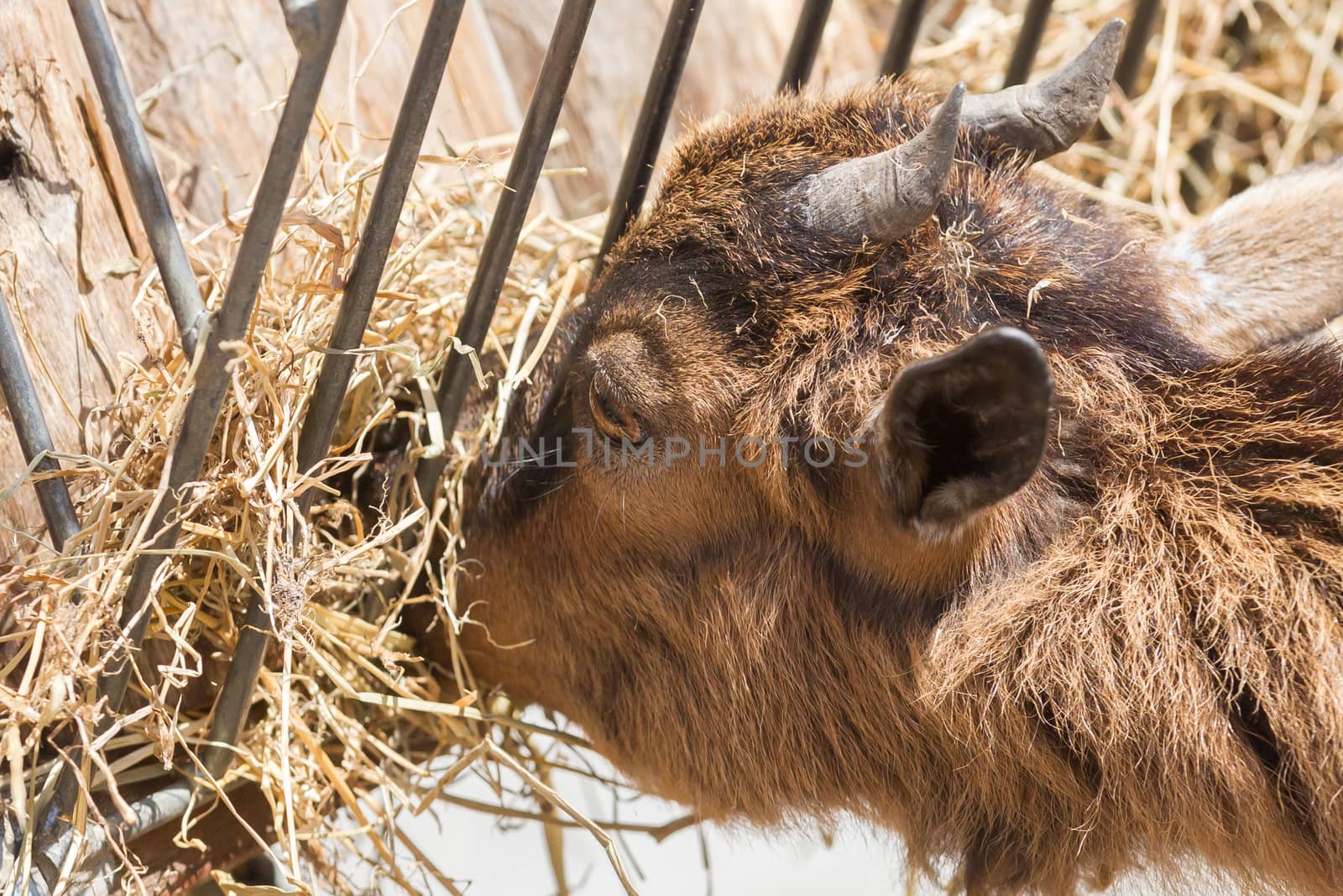 Brown goat eating hay - Selective focus on the eye