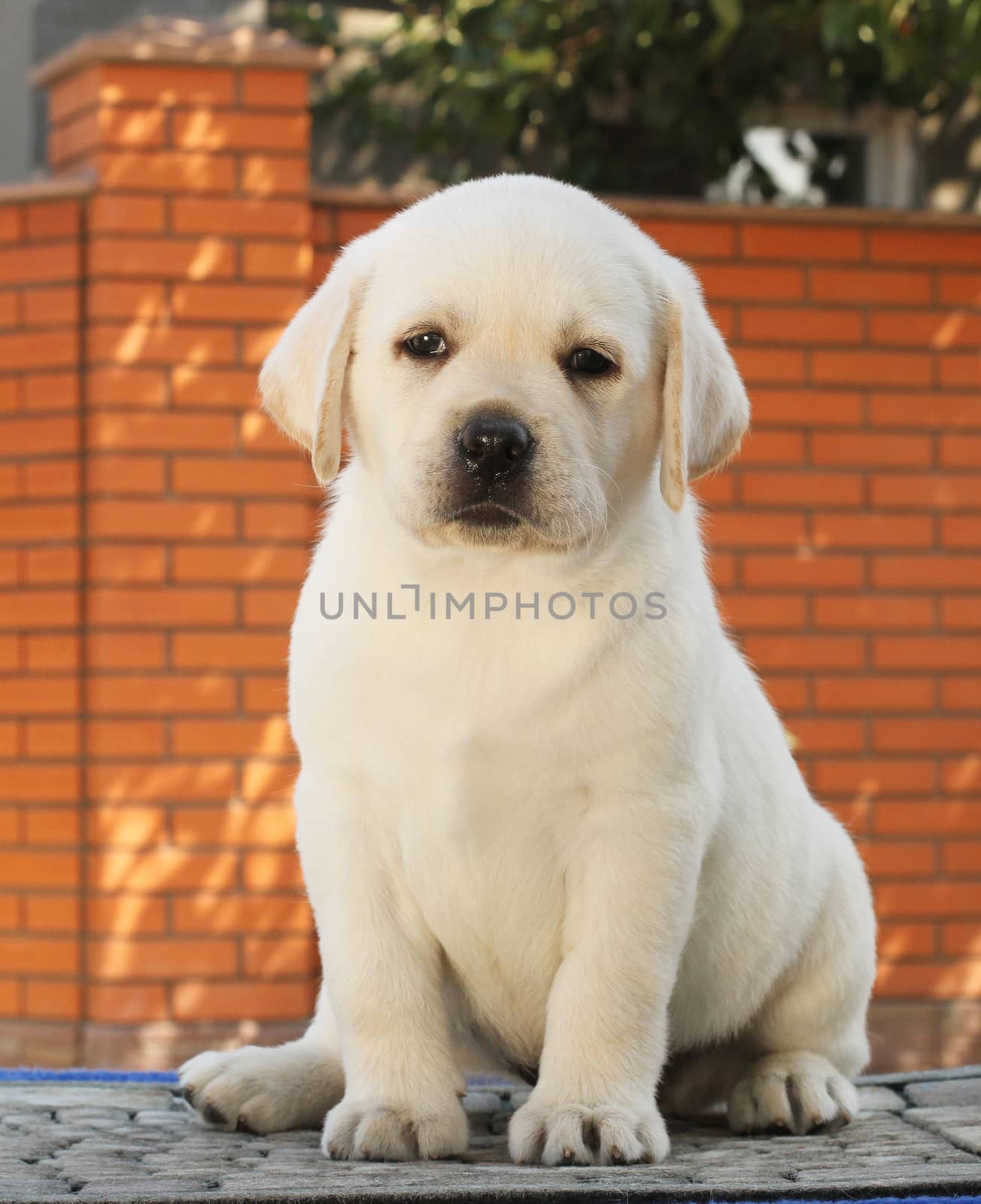 little yellow labrador puppy sitting on blue background