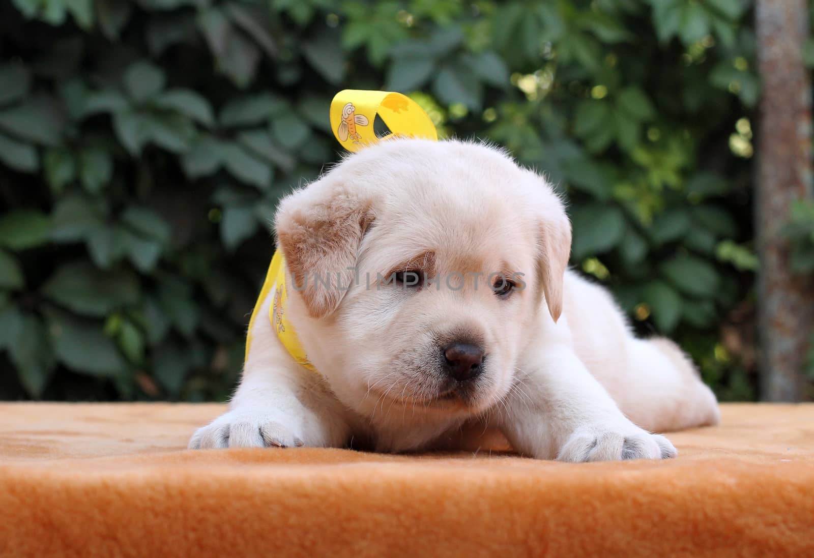 little yellow labrador puppy sitting on yellow background