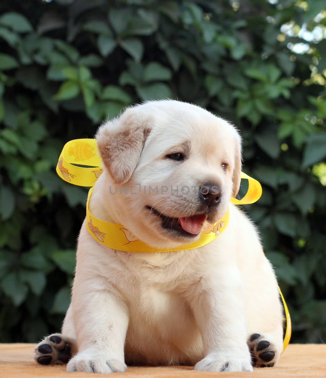 the little yellow labrador puppy sitting on yellow background