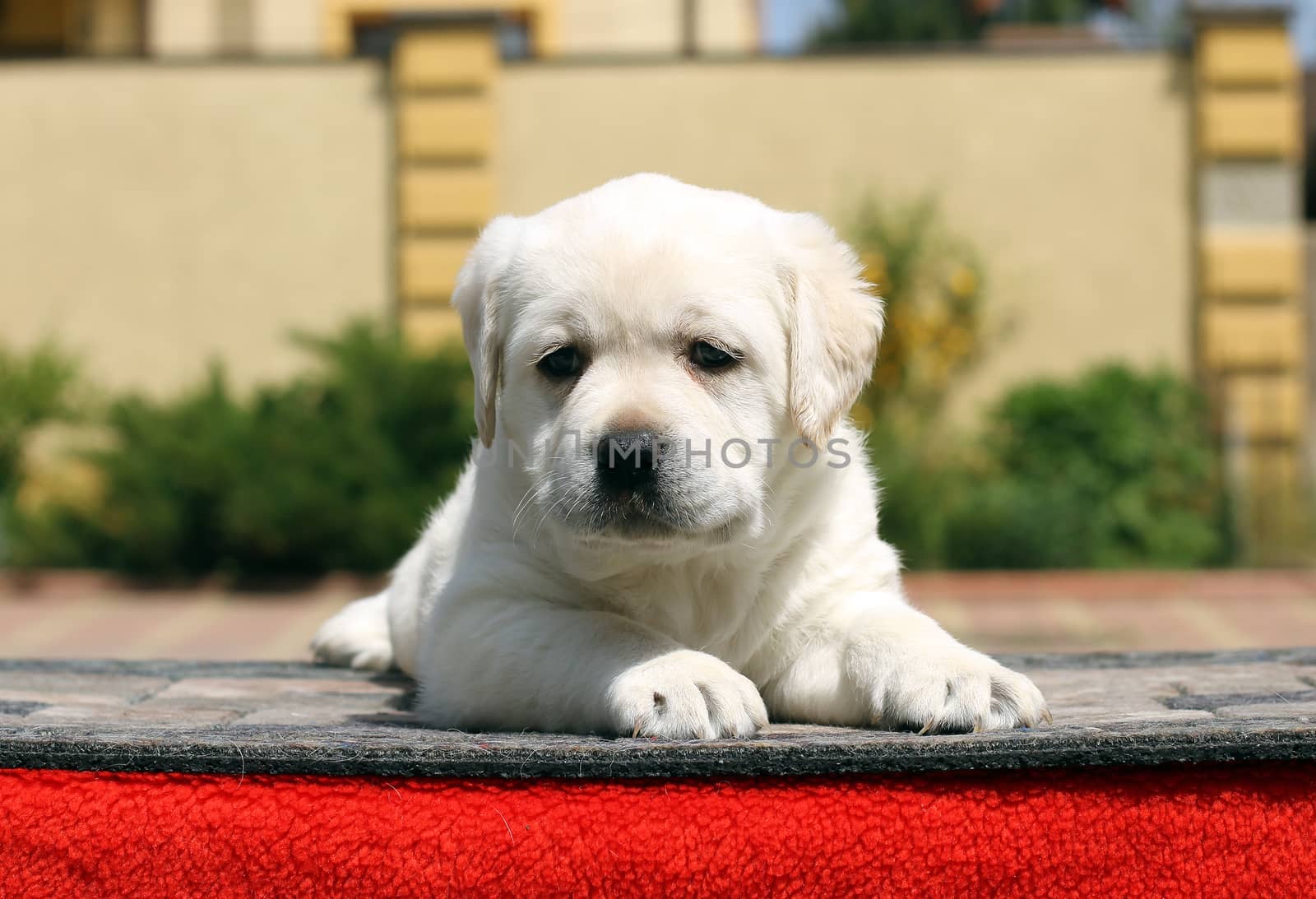 the little yellow labrador puppy sitting on red background
