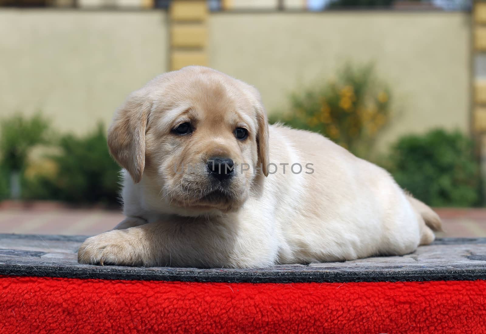 little yellow labrador puppy sitting on red background
