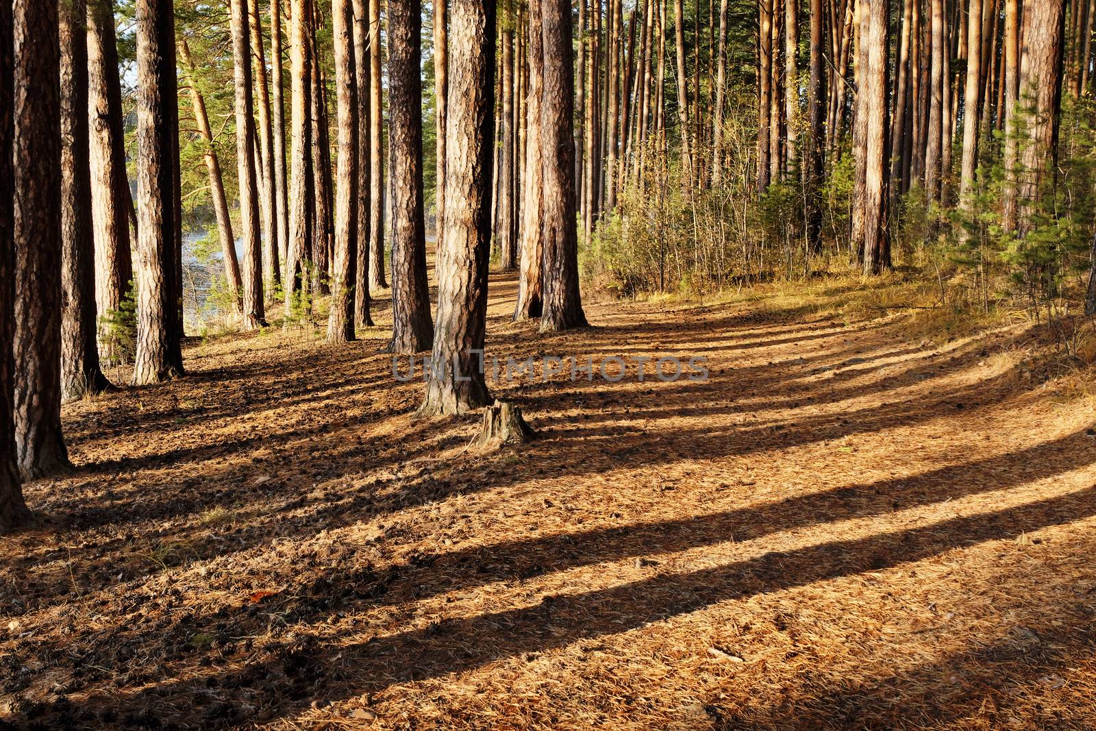 Autumn pine forest  by Antonshemiatikhin