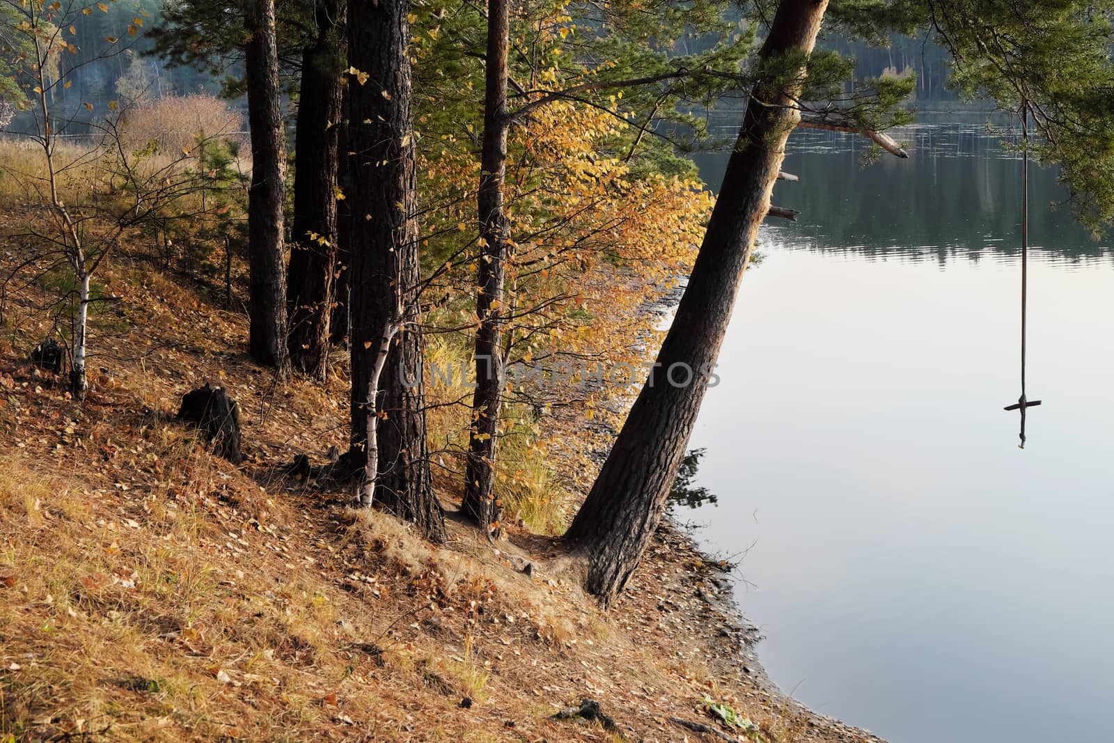 The shore of the forest lake in the autumn with a tarsar for jumping into the water