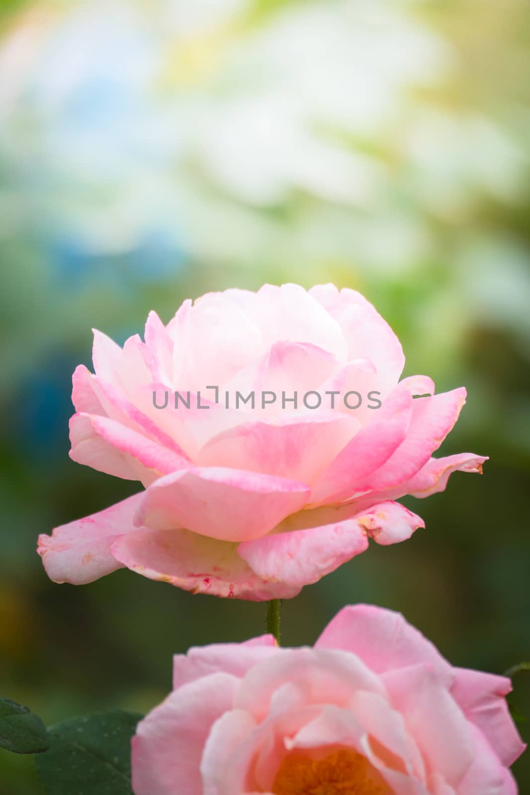 Roses in the garden, Roses are beautiful with a beautiful sunny day.