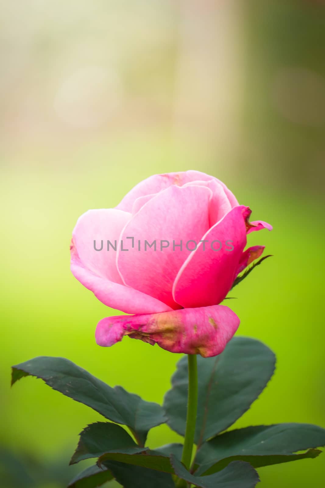 Roses in the garden, Roses are beautiful with a beautiful sunny day.