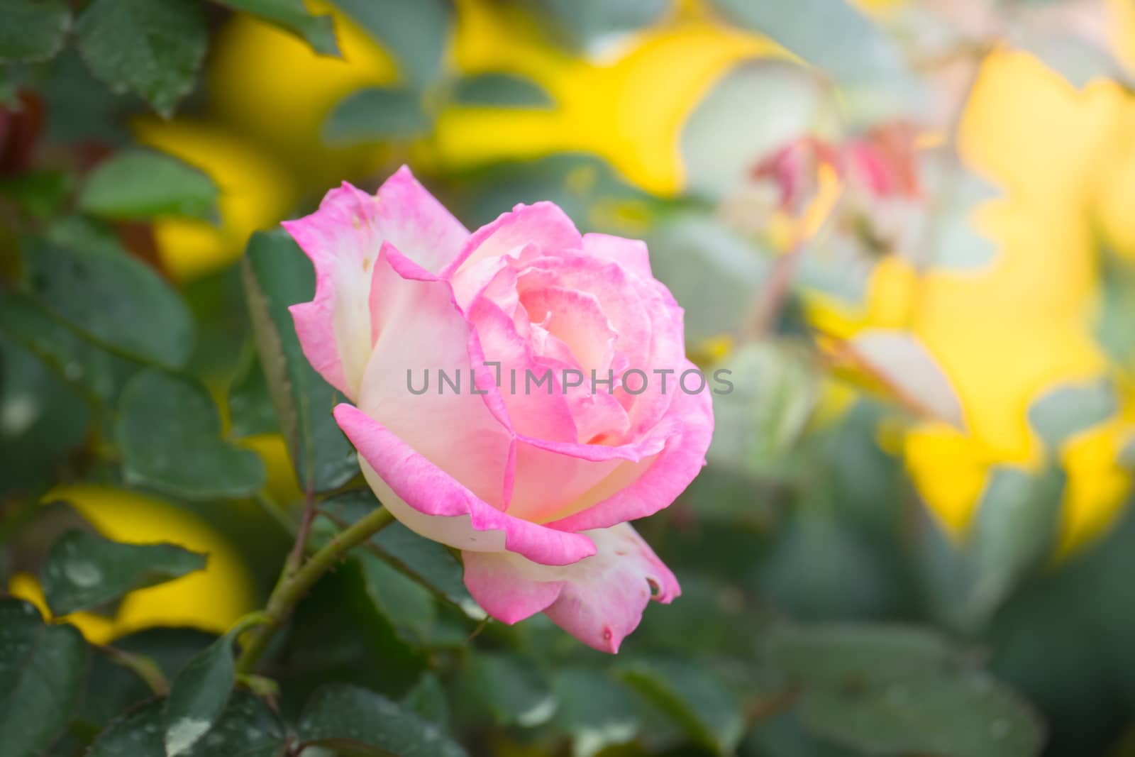 Roses in the garden, Roses are beautiful with a beautiful sunny day.