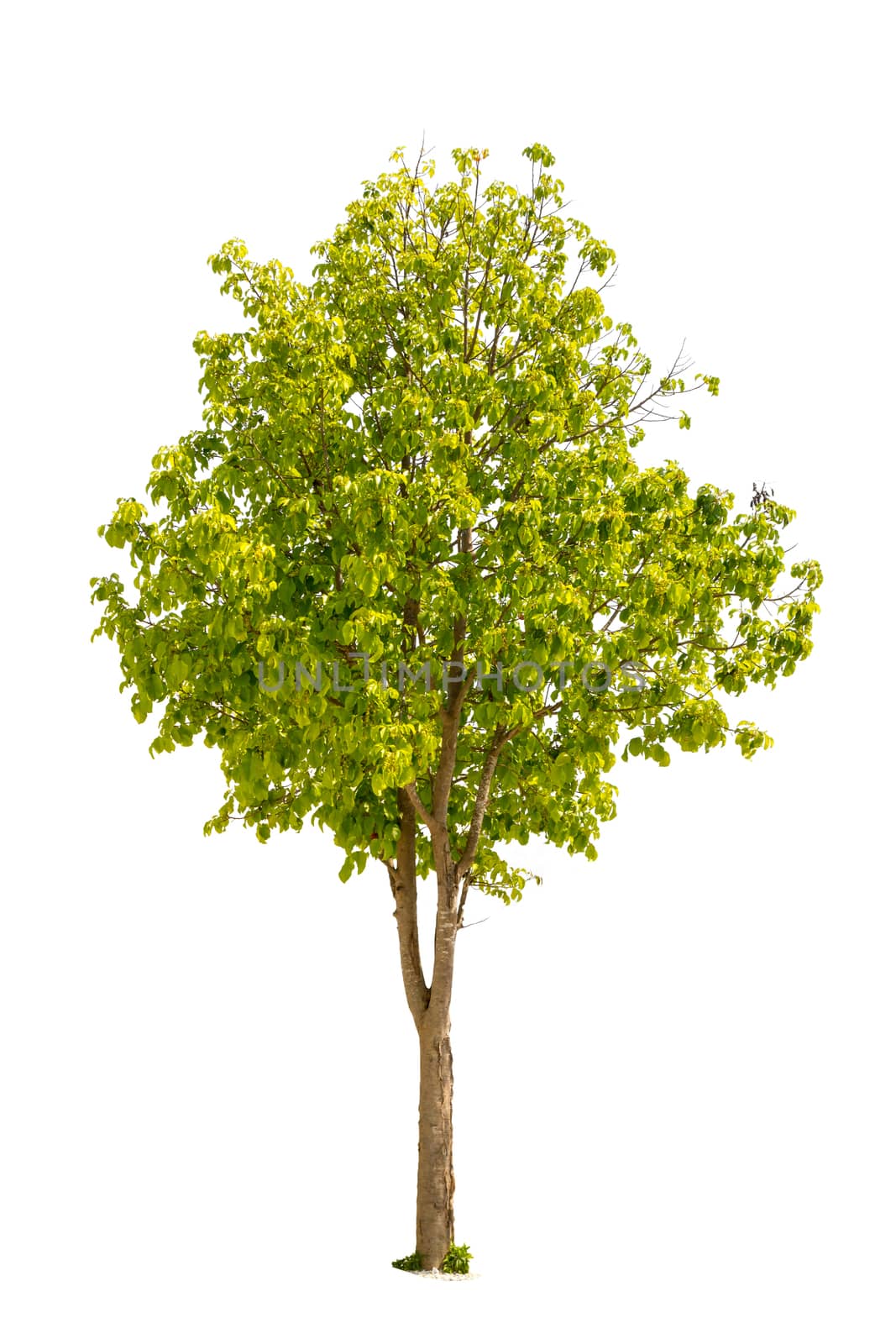 tree isolated on white background by rakoptonLPN
