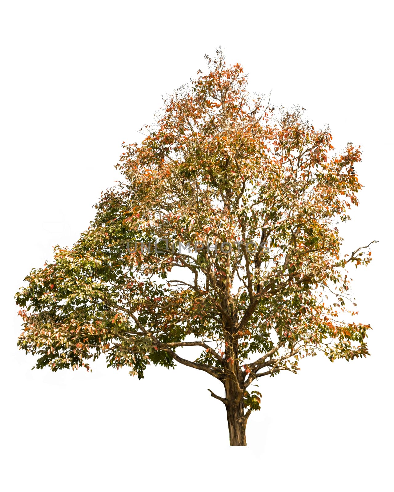 big tree in autumn isolated on white background 