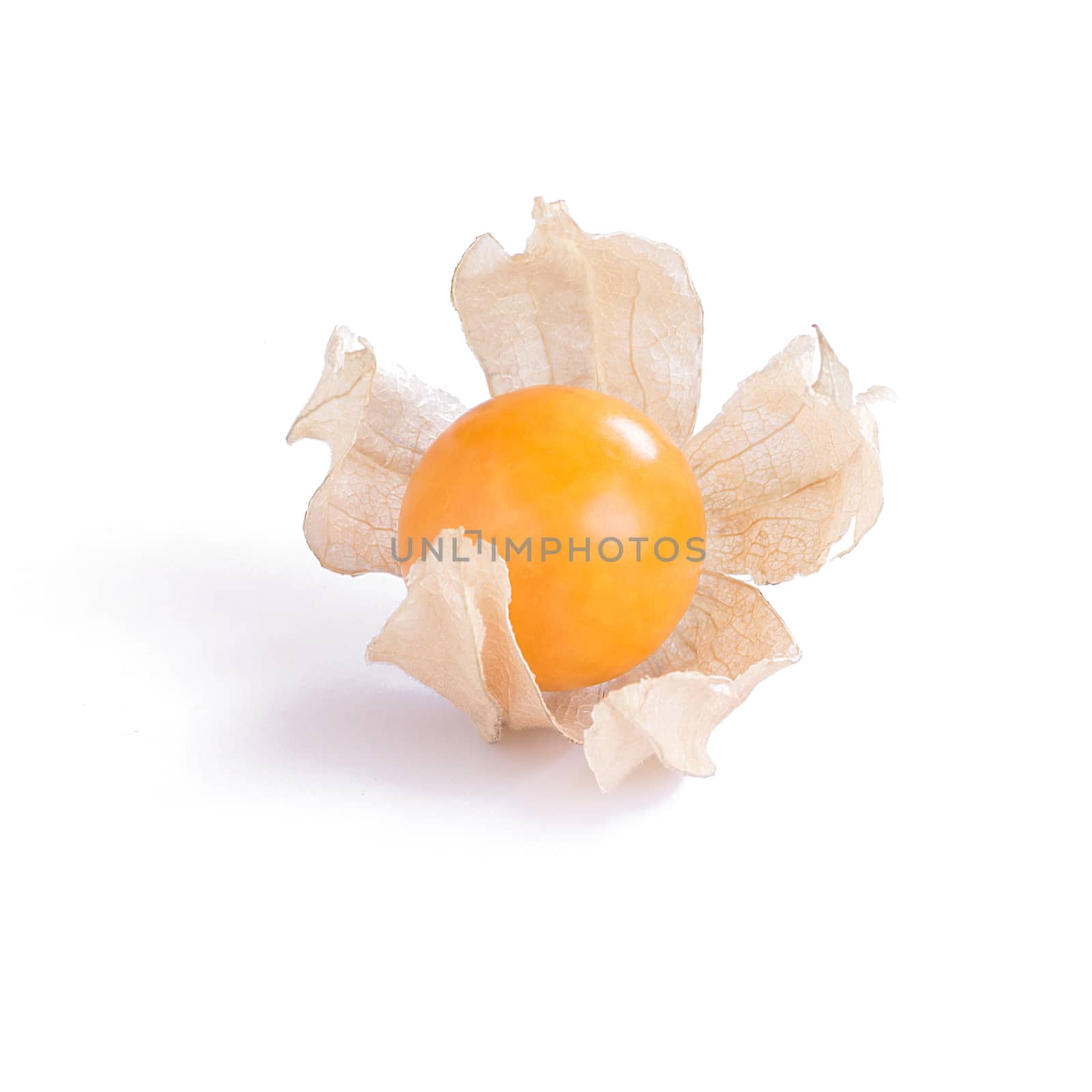 cape gooseberry (delicious physalis) fruit in close-up isolated  by rakoptonLPN