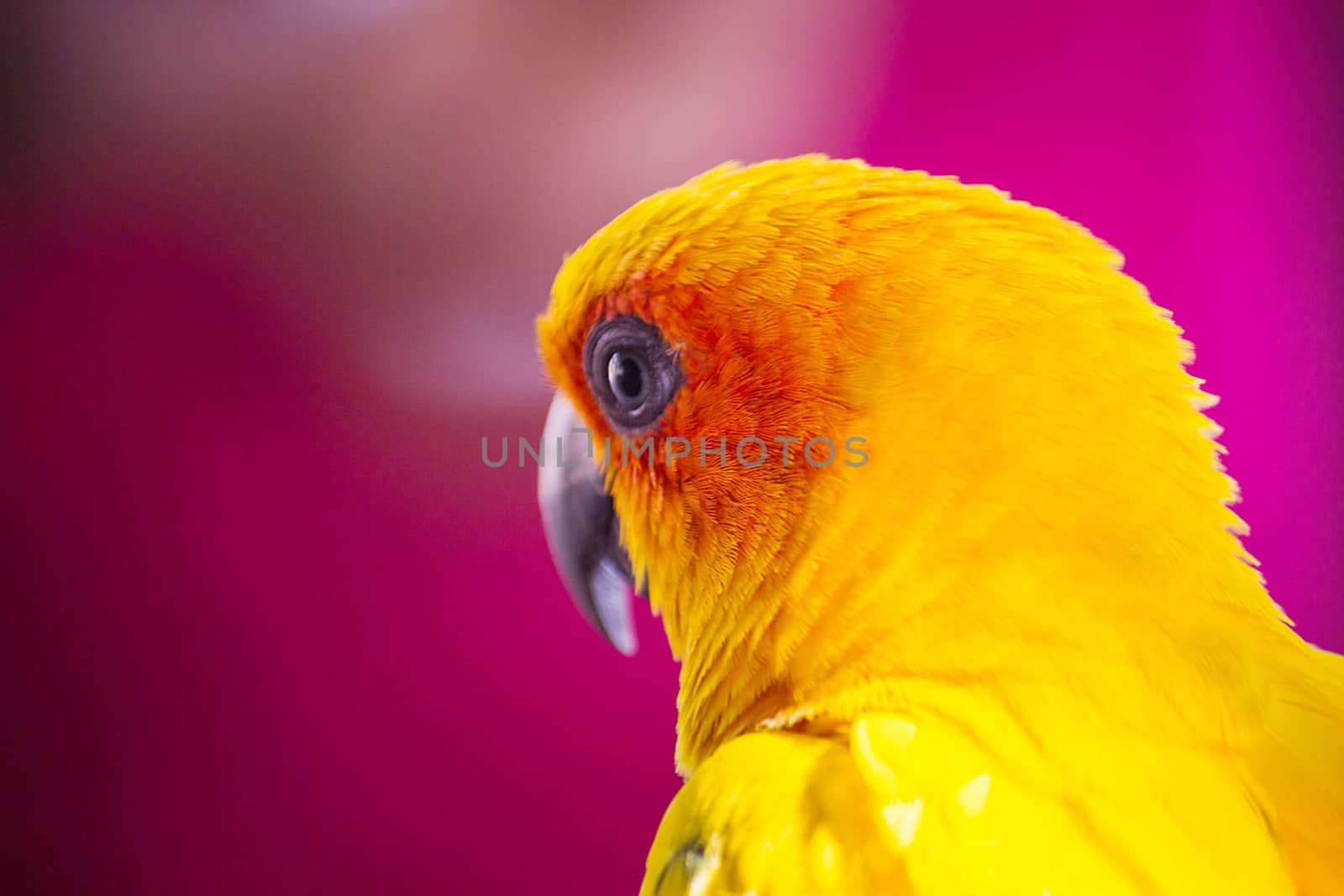 closeup head of Sun Conure, the beautiful yellow and orange parrot bird with nice feathers 