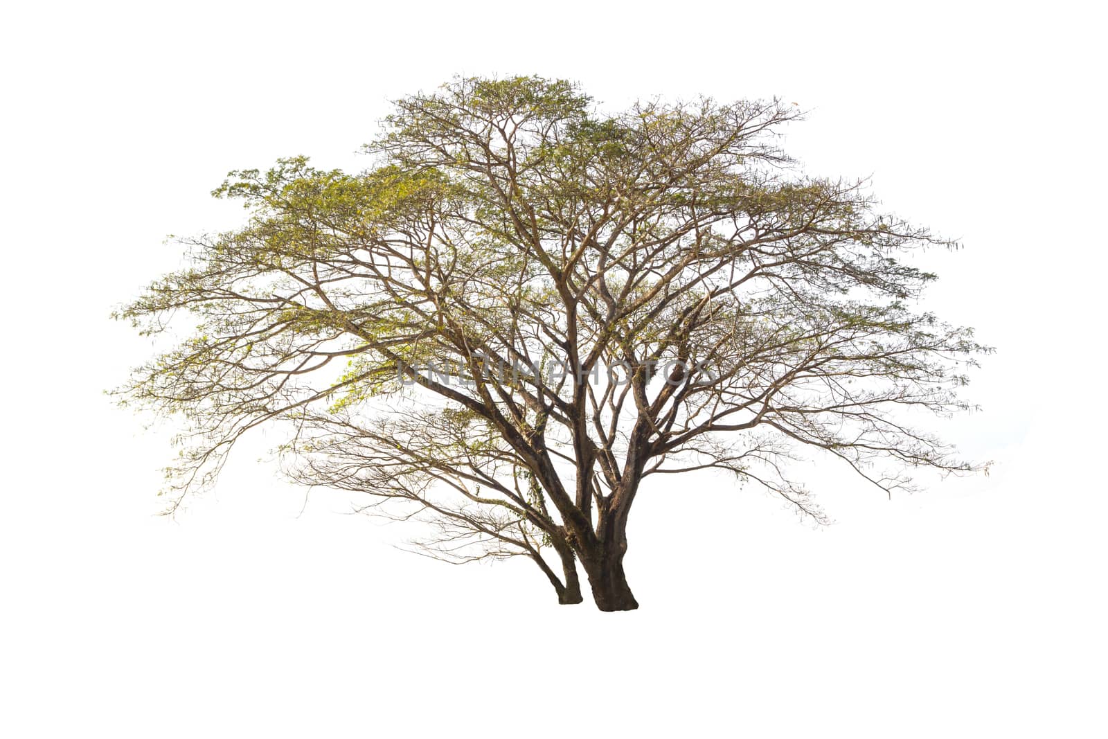 tree isolated on white background