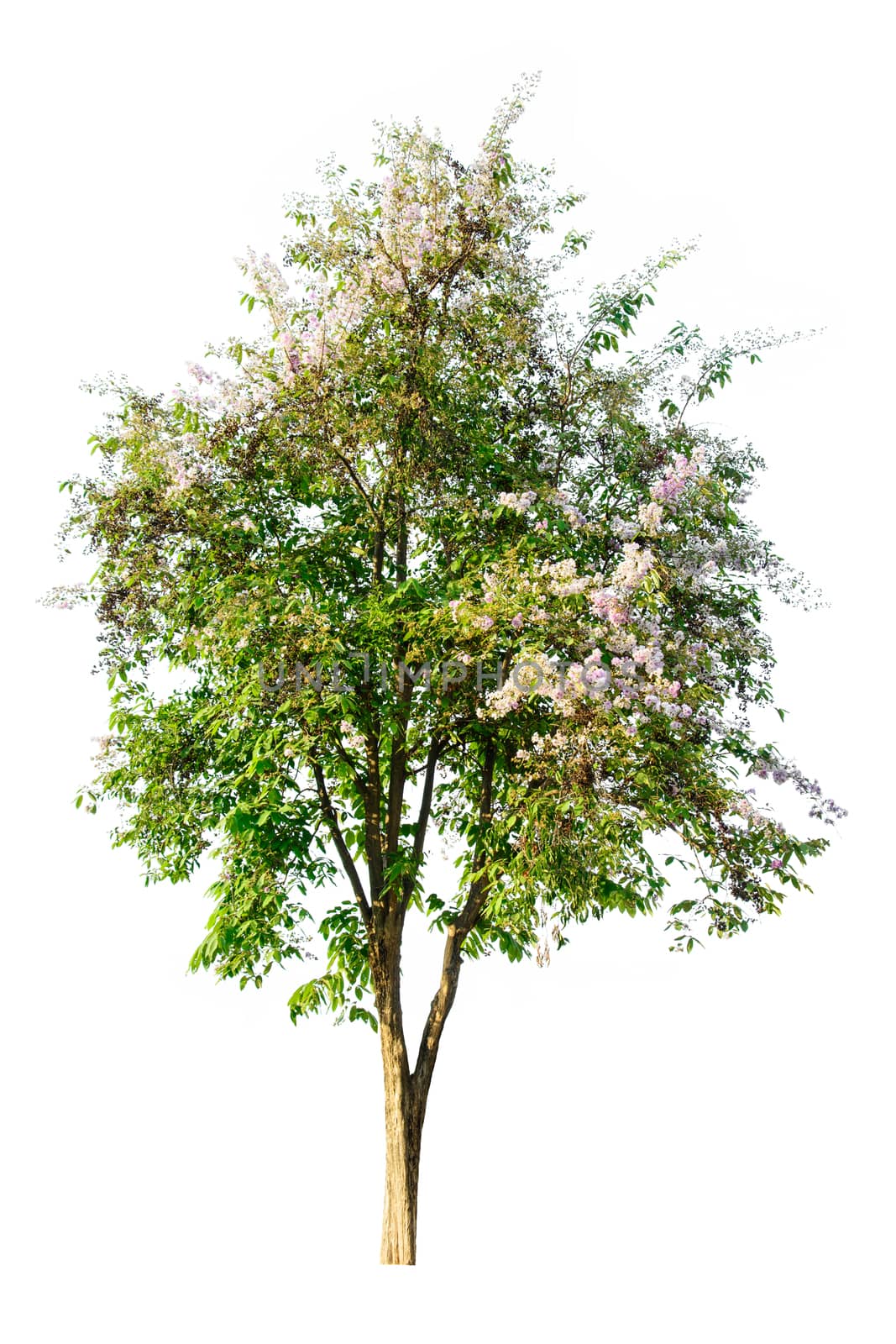 Tree ( Lagerstroemia speciosa ) isolated on white background by rakoptonLPN