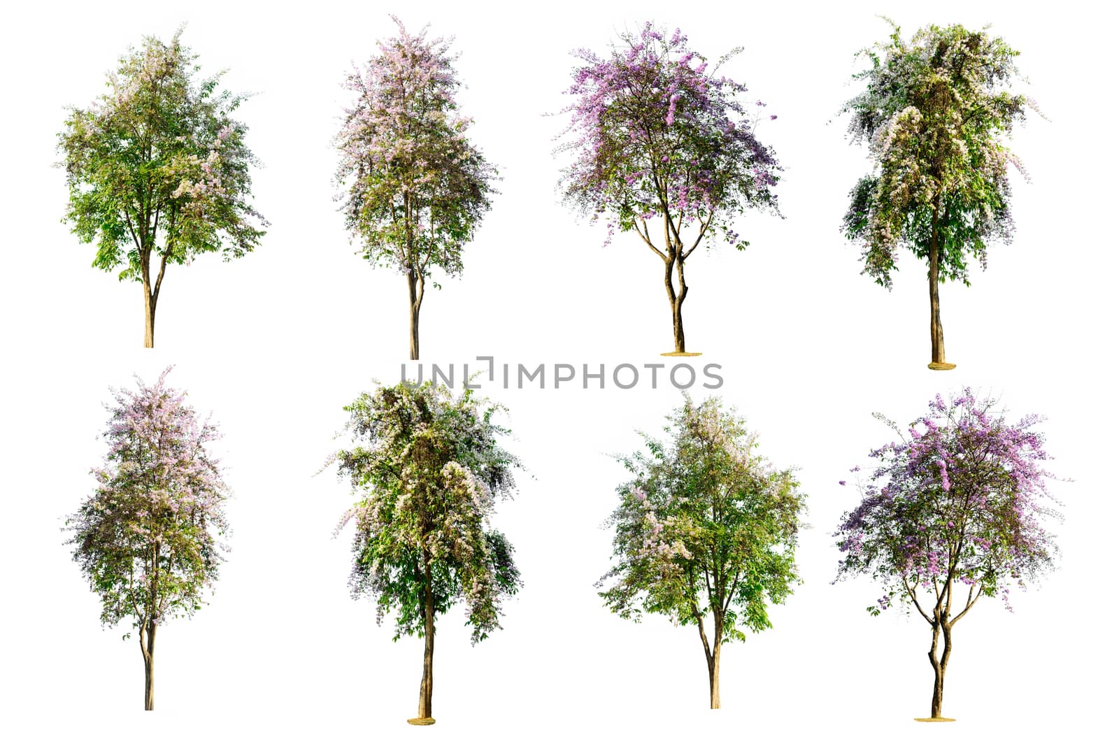 set of tree ( Lagerstroemia speciosa ) isolated on white background