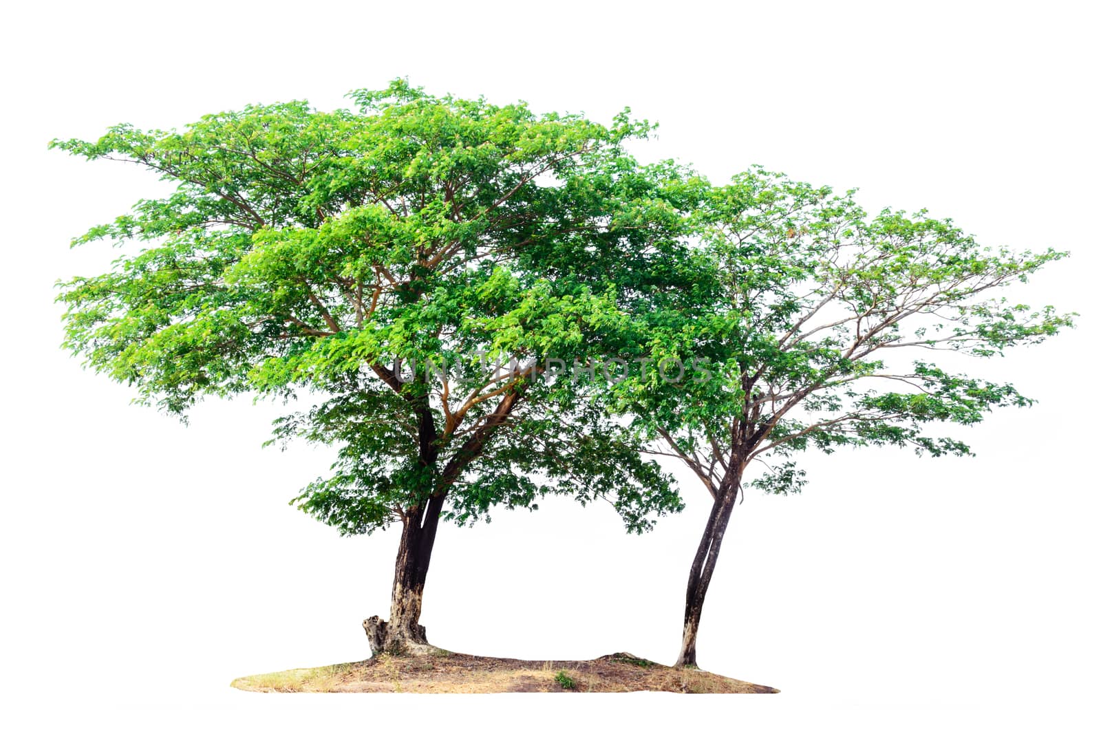 tree isolated on white background