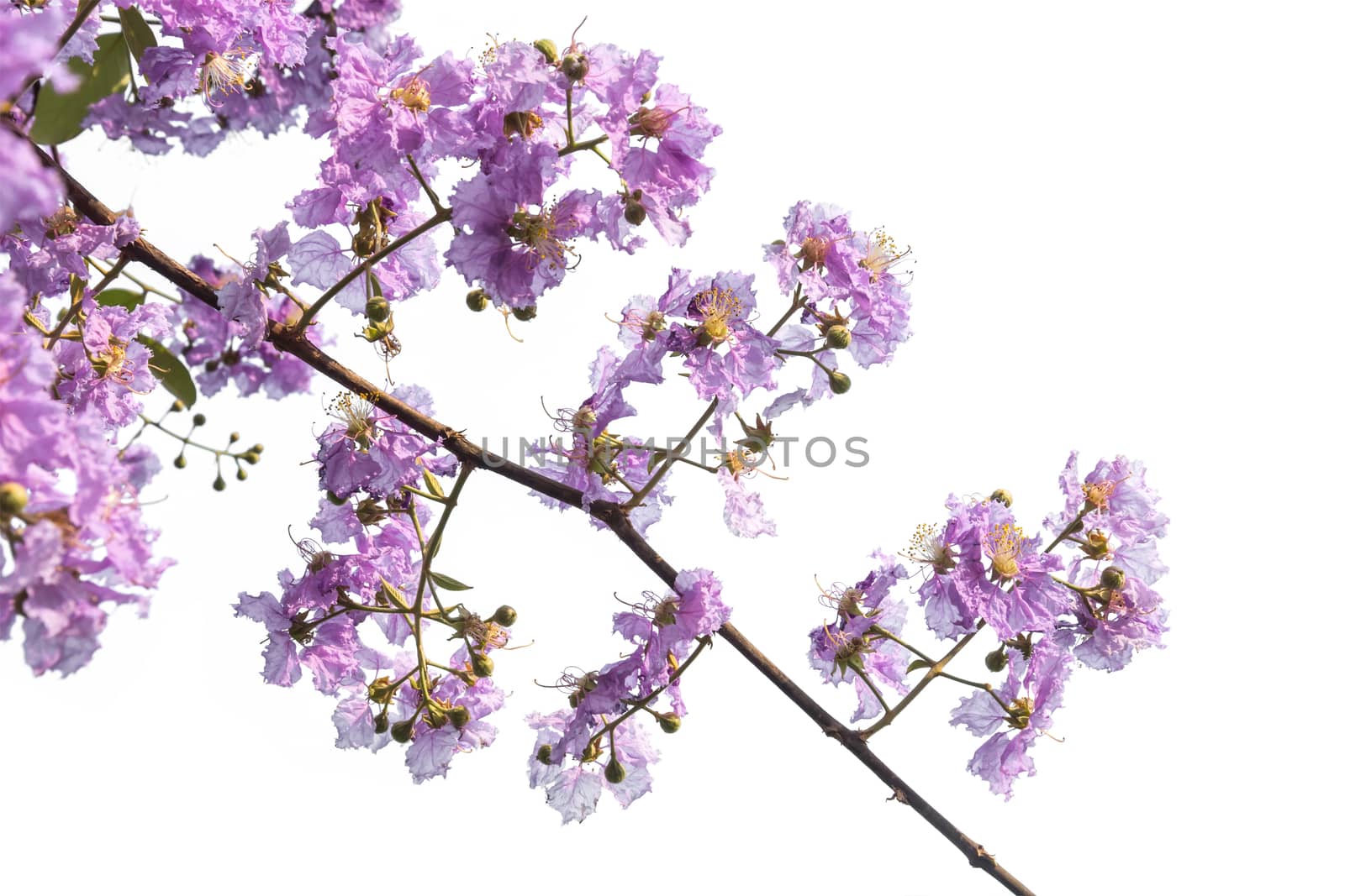 fresh purple flower isolated on white background