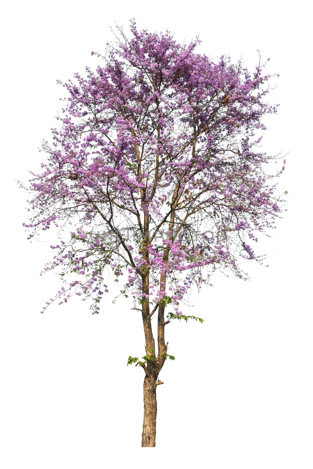 purple tree (Lagerstroemia) isolated on white background by rakoptonLPN
