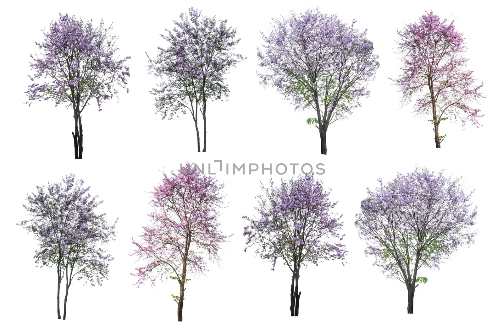 purple tree (Lagerstroemia) isolated on white background