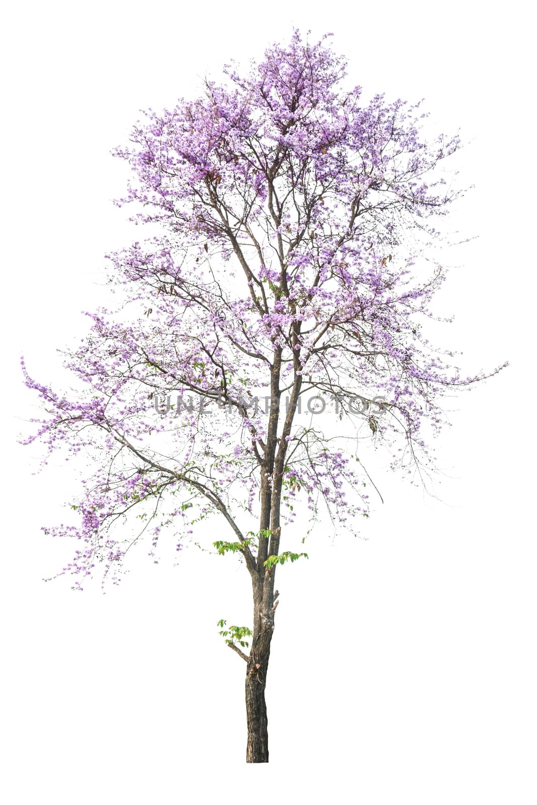 purple tree (Lagerstroemia) isolated on white background by rakoptonLPN