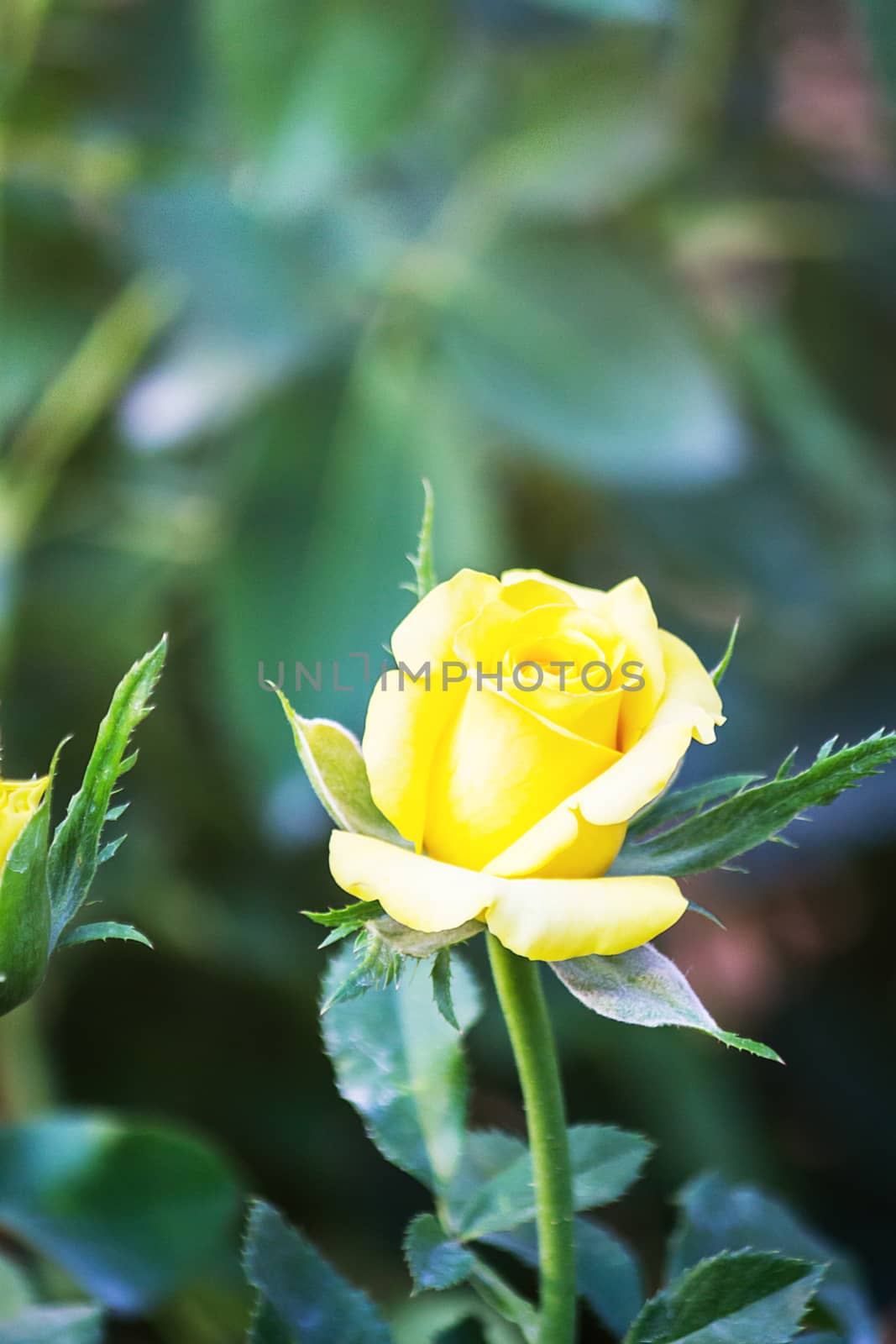 Beautiful yellow roses in garden, roses for Valentine Day. by rakoptonLPN