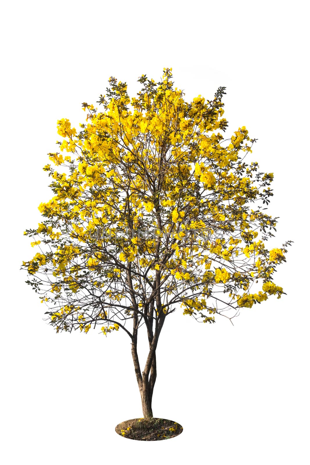 golden tree, yellow flowers tree, tabebuia isolated on white background