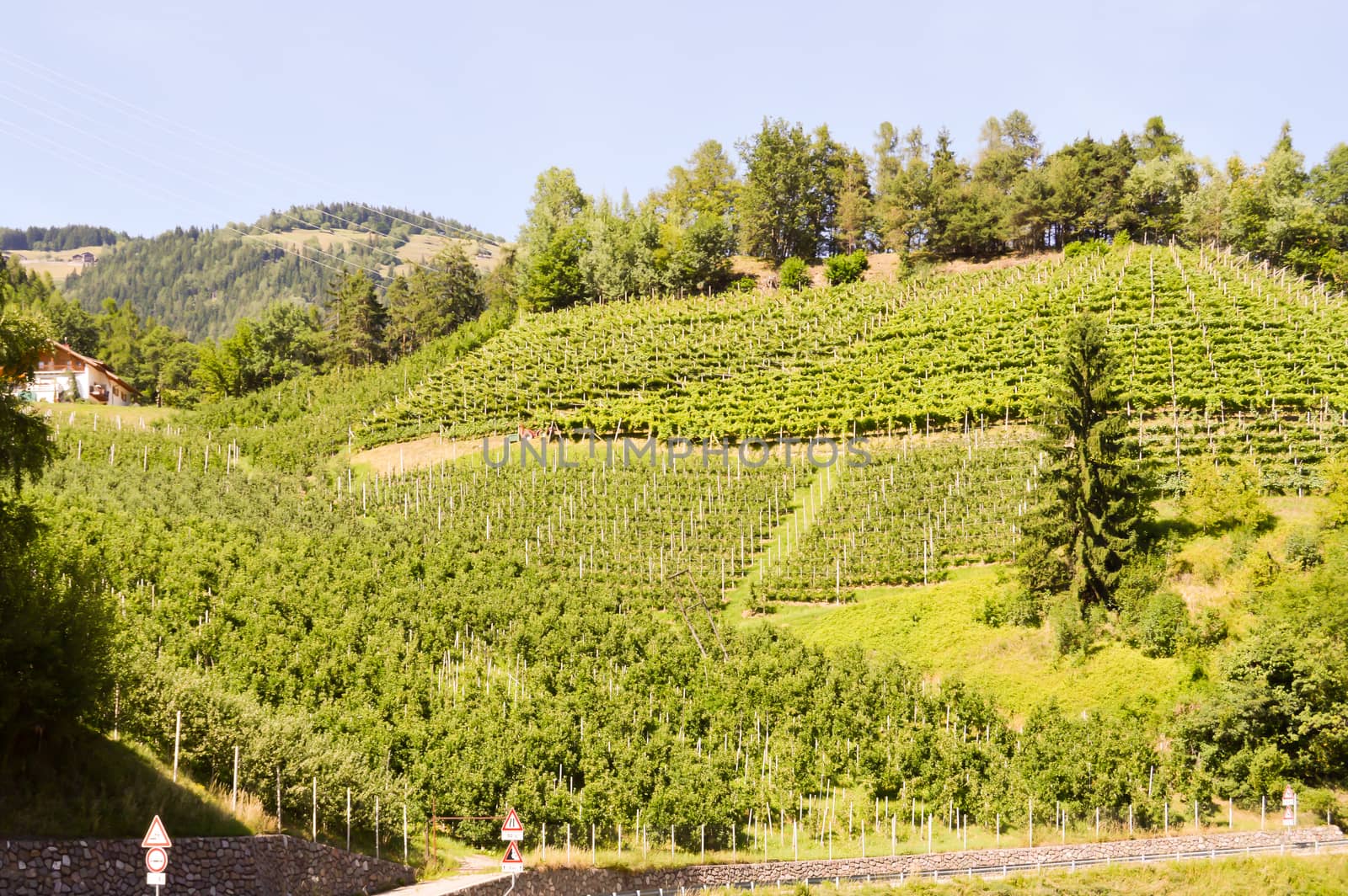 Apple and vineyards in the Trentino-Alto Adige region of Italy