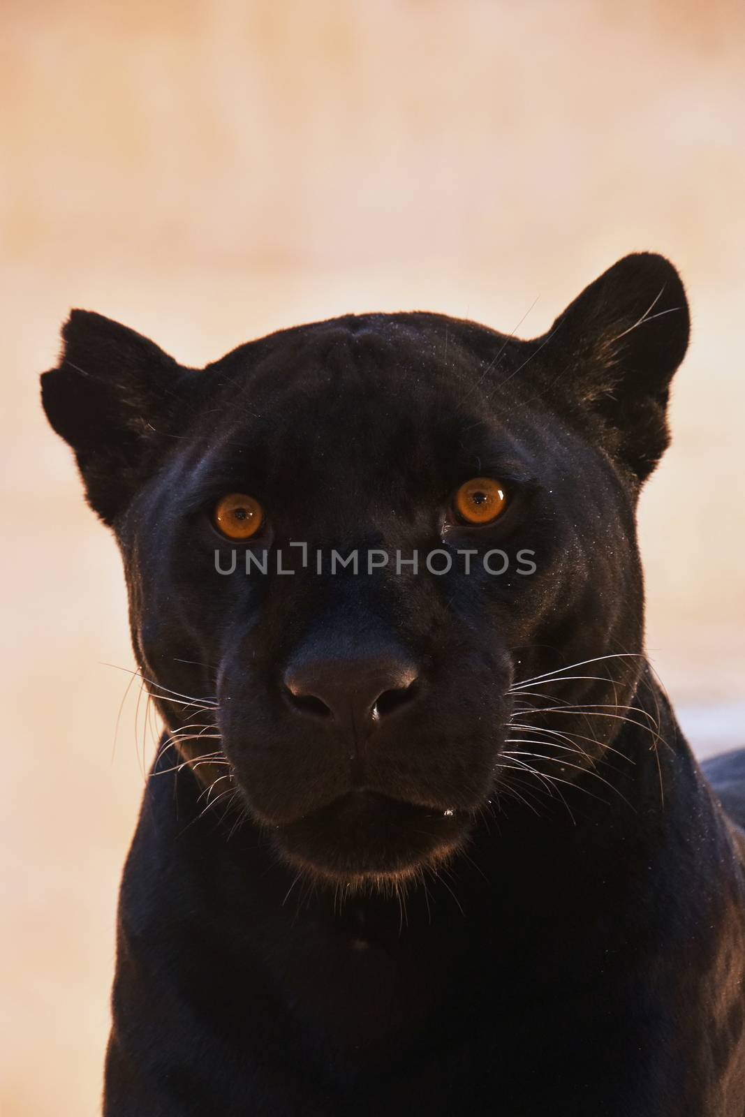 Close up portrait of black jaguar (Panthera onca, black panther) looking at camera, low angle view