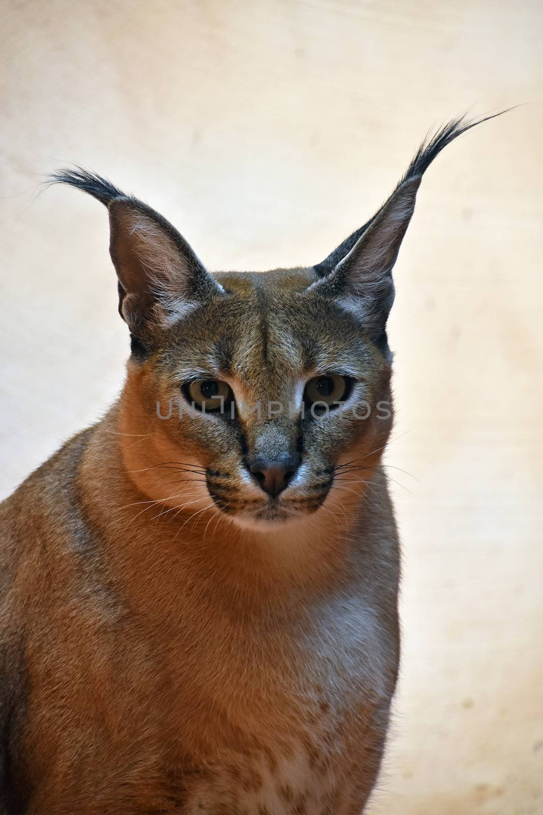 Close up portrait of one caracal, small African wild cat known for black tufted long ears, looking at camera, low angle view