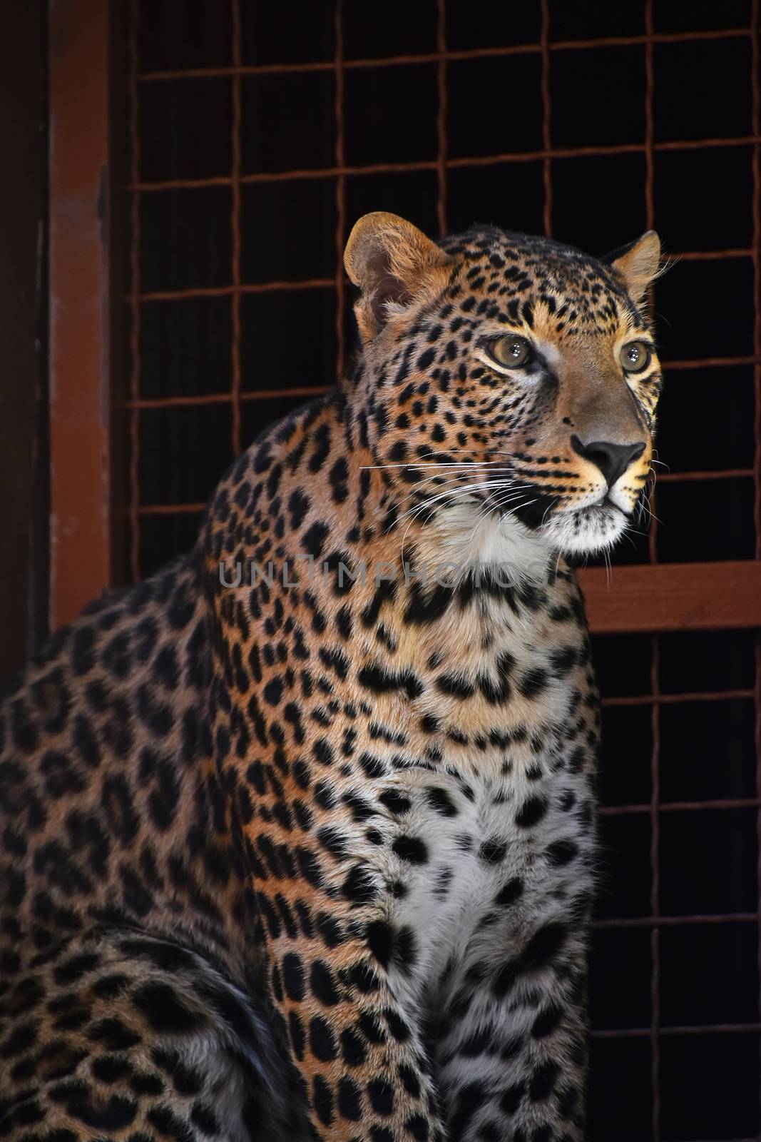 Close up side profile portrait of Amur leopard (Panthera pardus orientalis) female looking away aside of camera over metal grating of zoo enclosure, low angle view