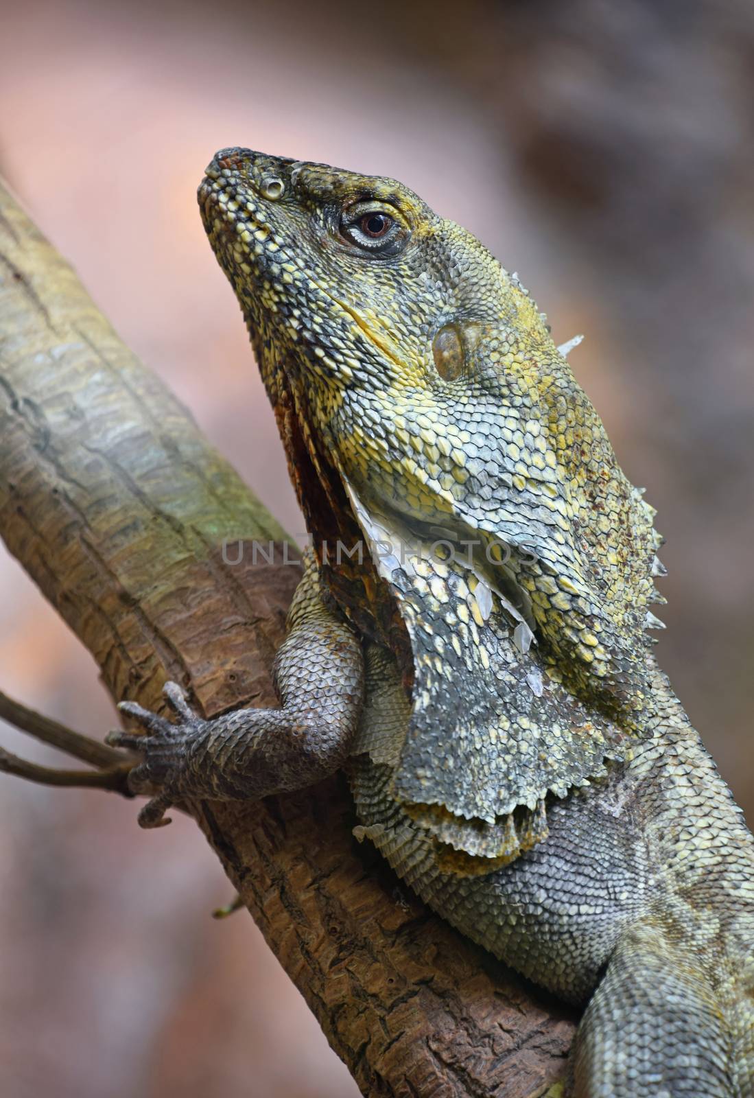 Close up side profile portrait of Australian frilled-neck lizard on tree (Chlamydosaurus kingie, frilled lizard, frilled dragon or frilled agama), low angle view