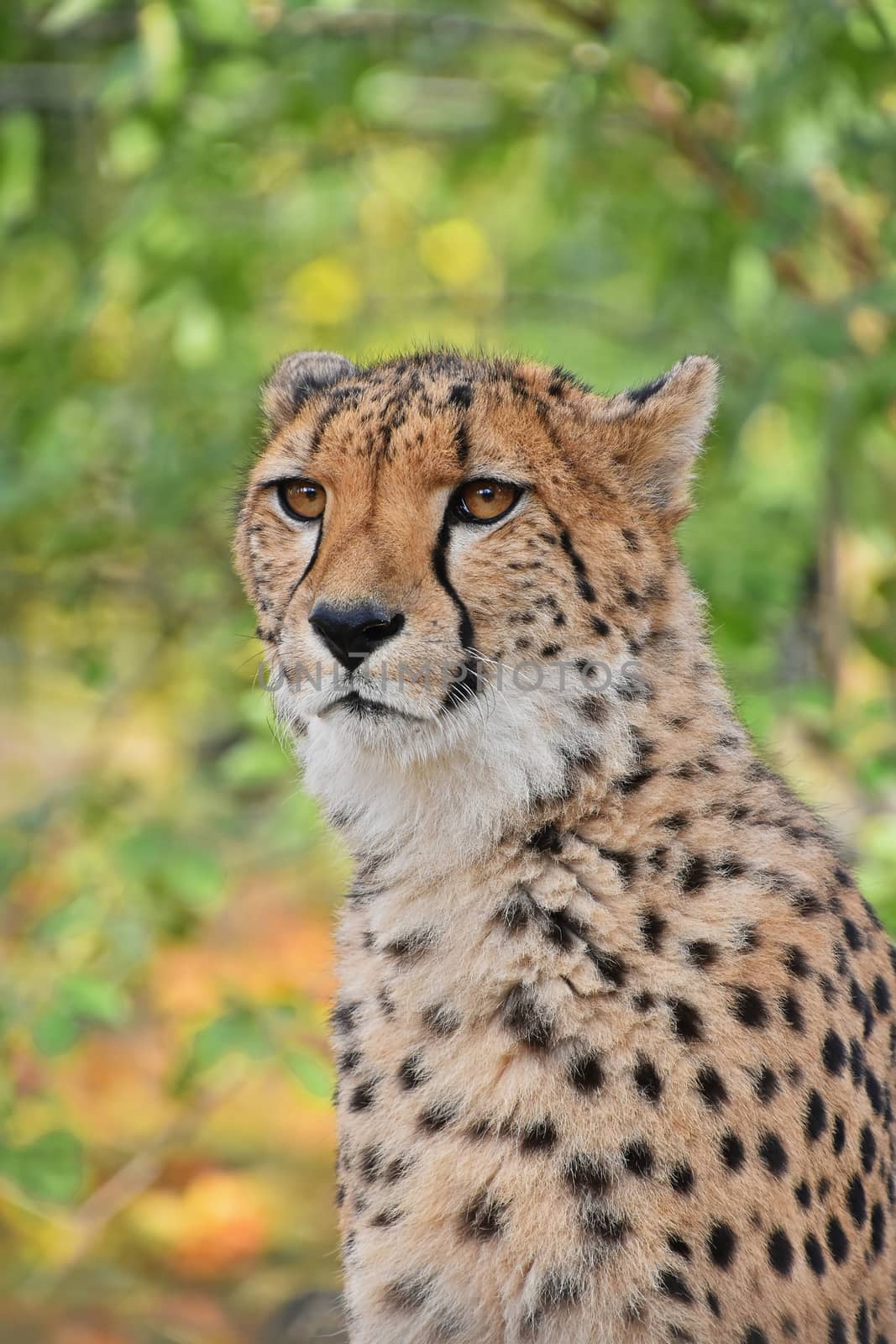 Close up portrait of cheetah (Acinonyx jubatus) looking at camera, low angle view