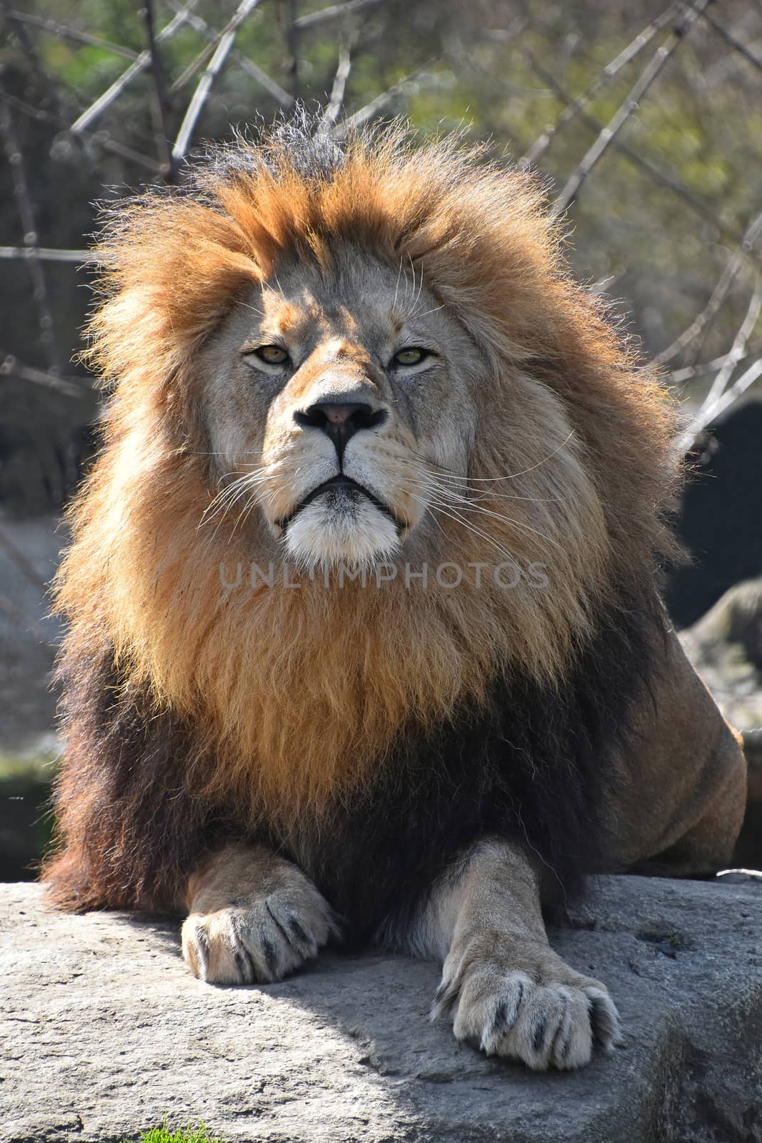 Close up portrait of cute male African lion with beautiful mane, laying alerted on the rock and looking at camera, low angle view