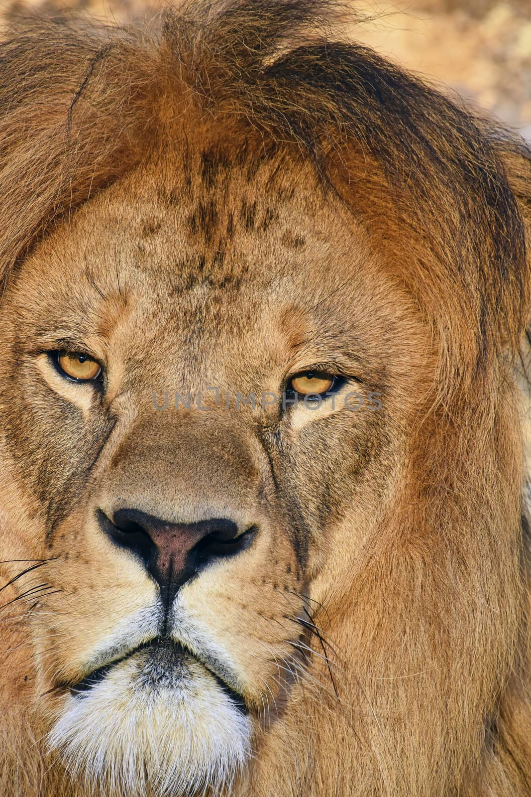 Close up portrait of mature male African lion with beautiful mane, looking at camera