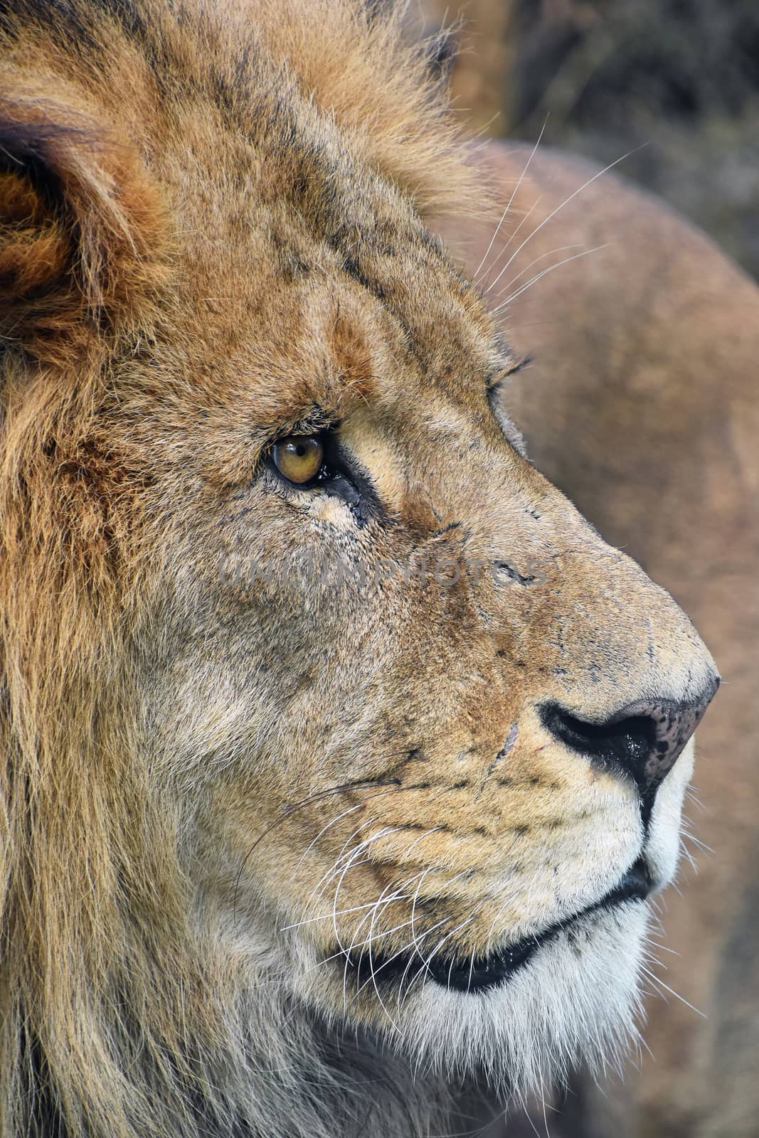 Extreme close up side profile portrait of mature male African lion with beautiful mane, looking away, high angle view