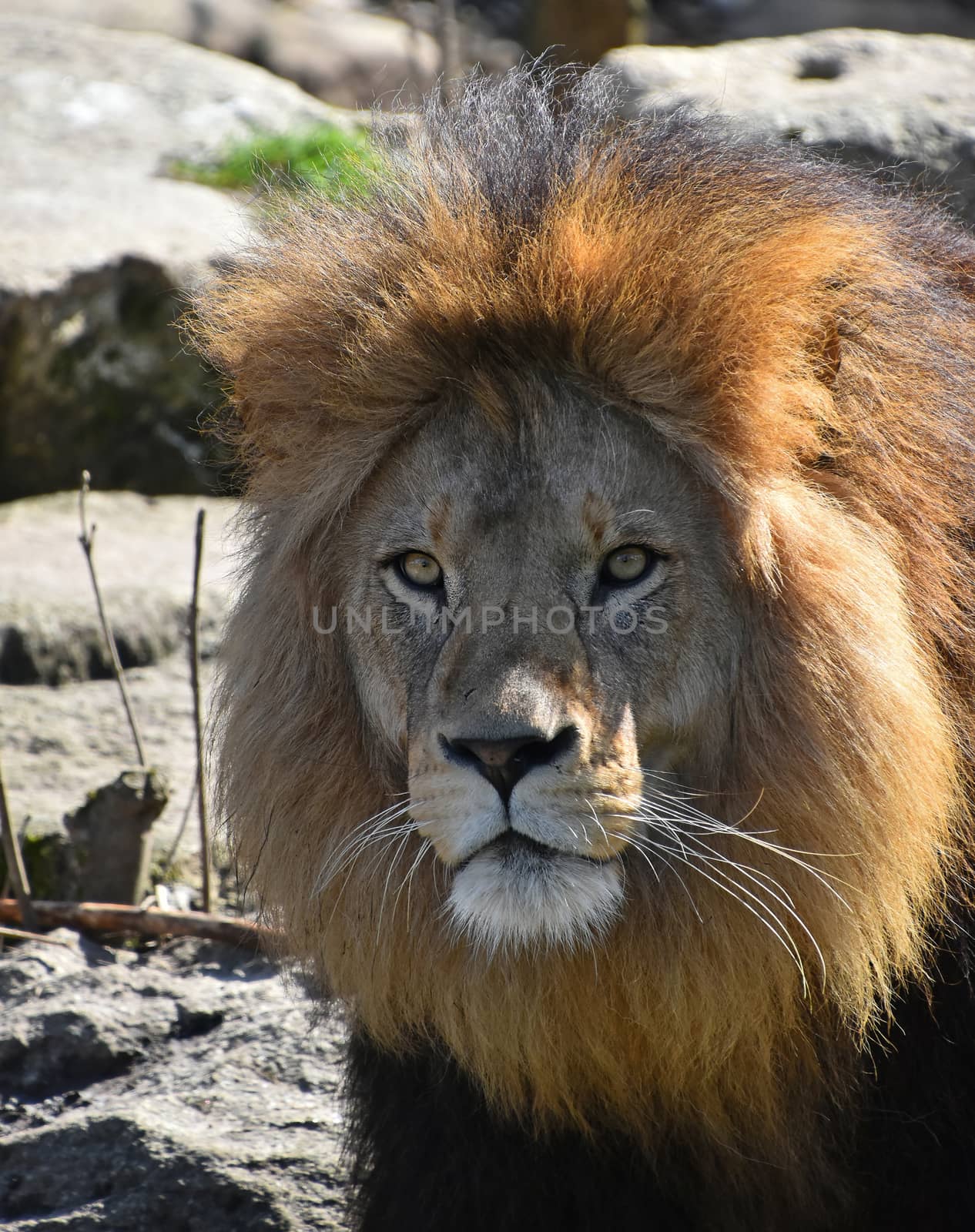 Close up portrait of cute male African lion with beautiful mane, looking at camera, low angle view