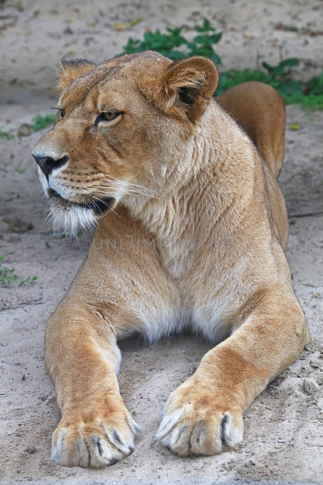 Close up side portrait of female African lioness