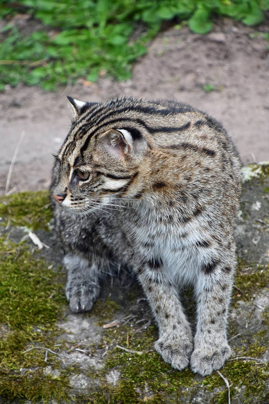 Portrait of fishing cat (Prionailurus viverrinus) on the ground, looking away, high angle view