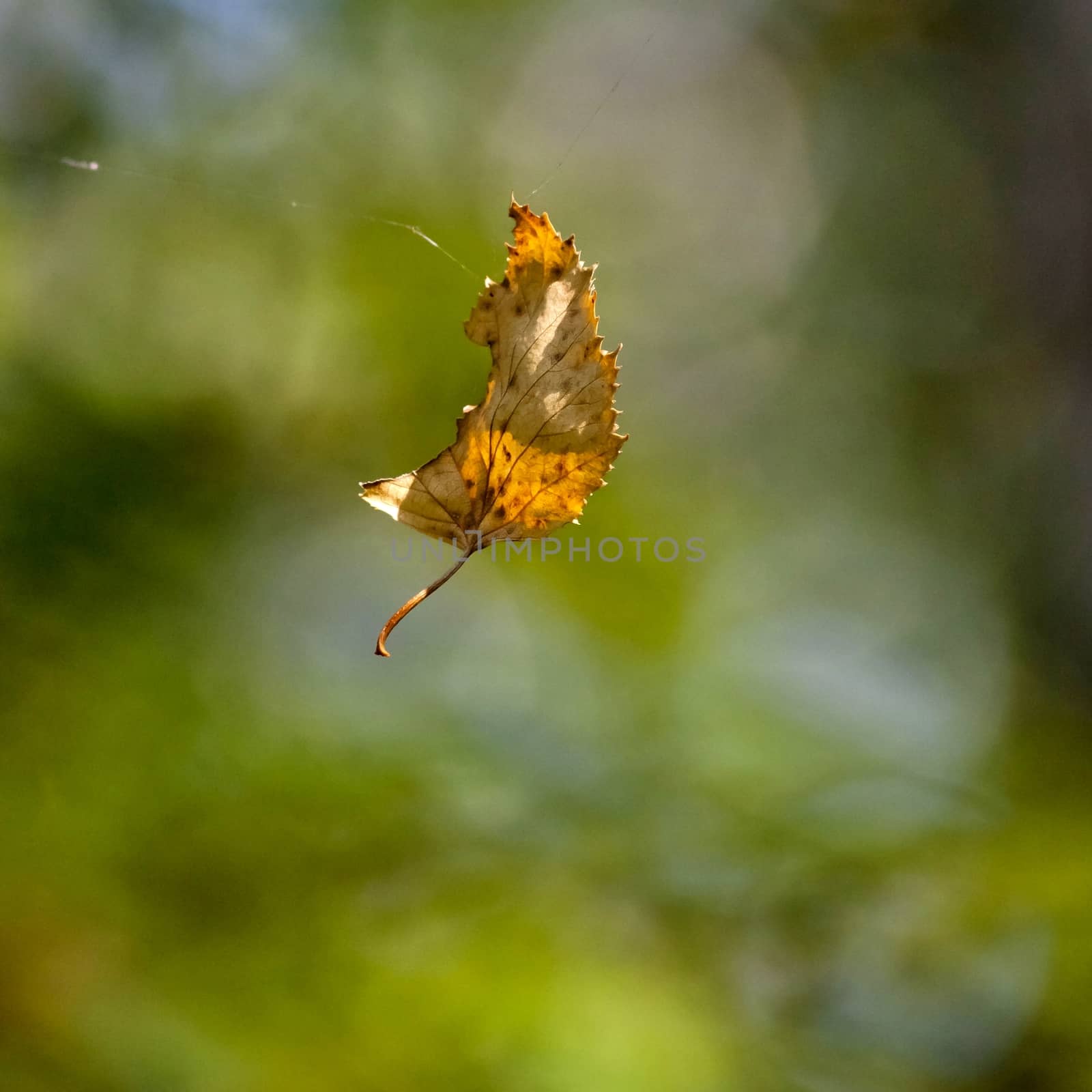 yellow autumn leaf hanging on a spider web on blurred natural background