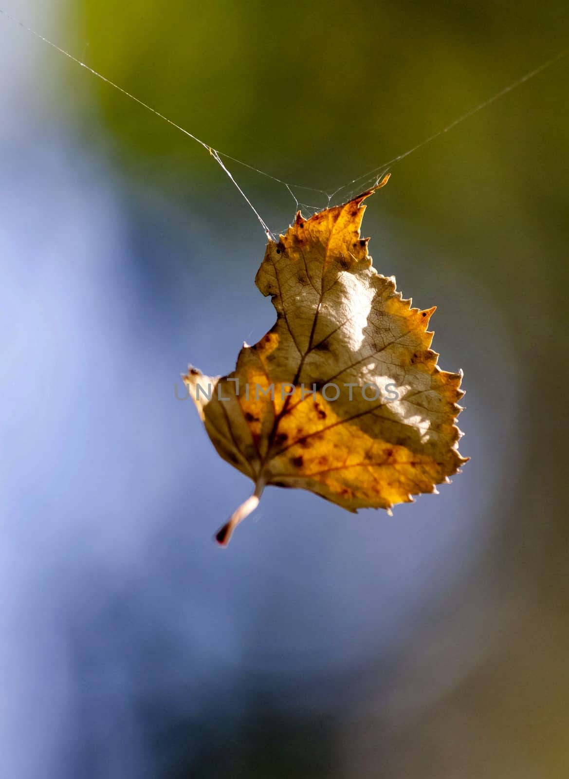 yellow autumn leaf hanging on a spider web by valerypetr