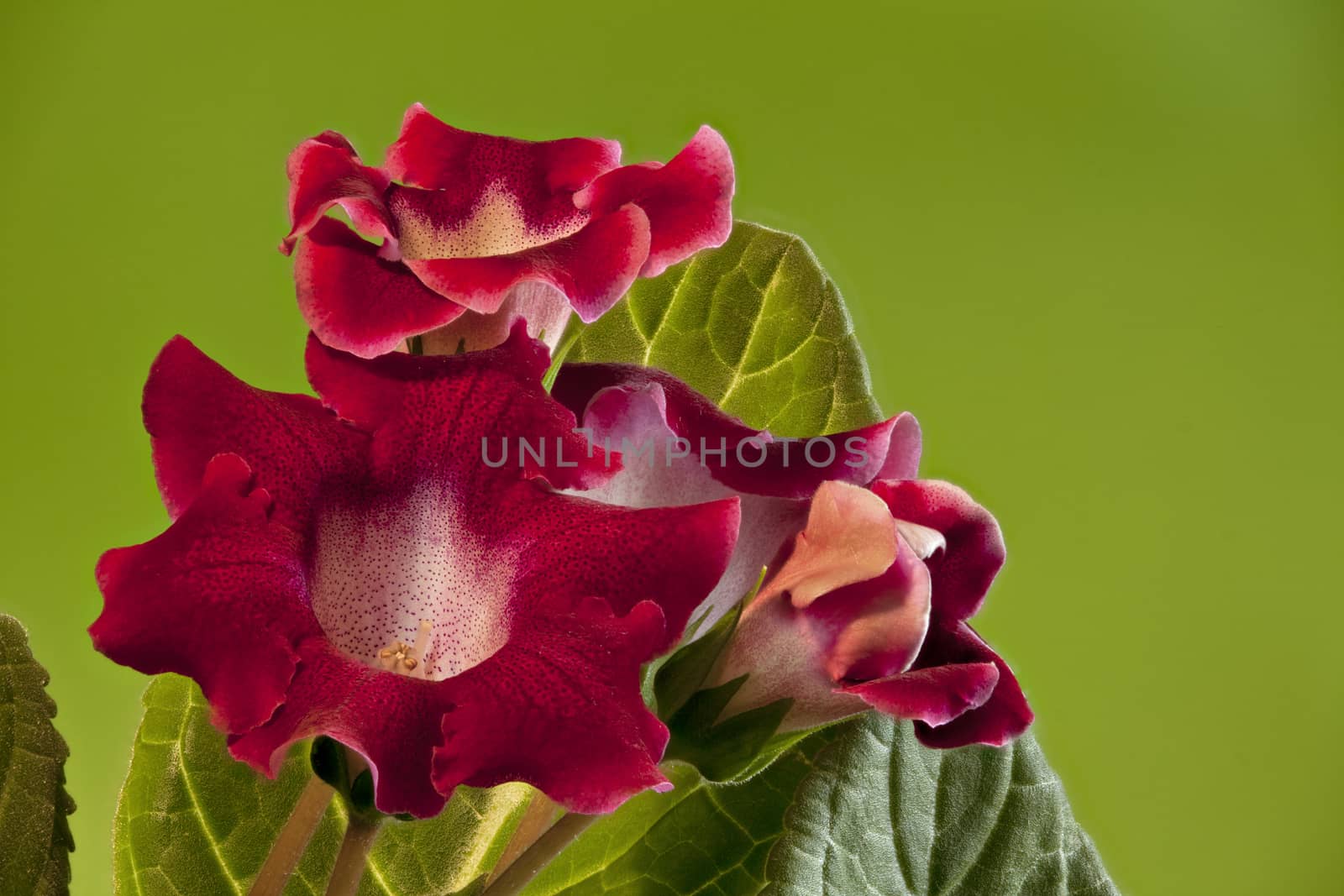 beautiful flowers red gloxinia on green close to