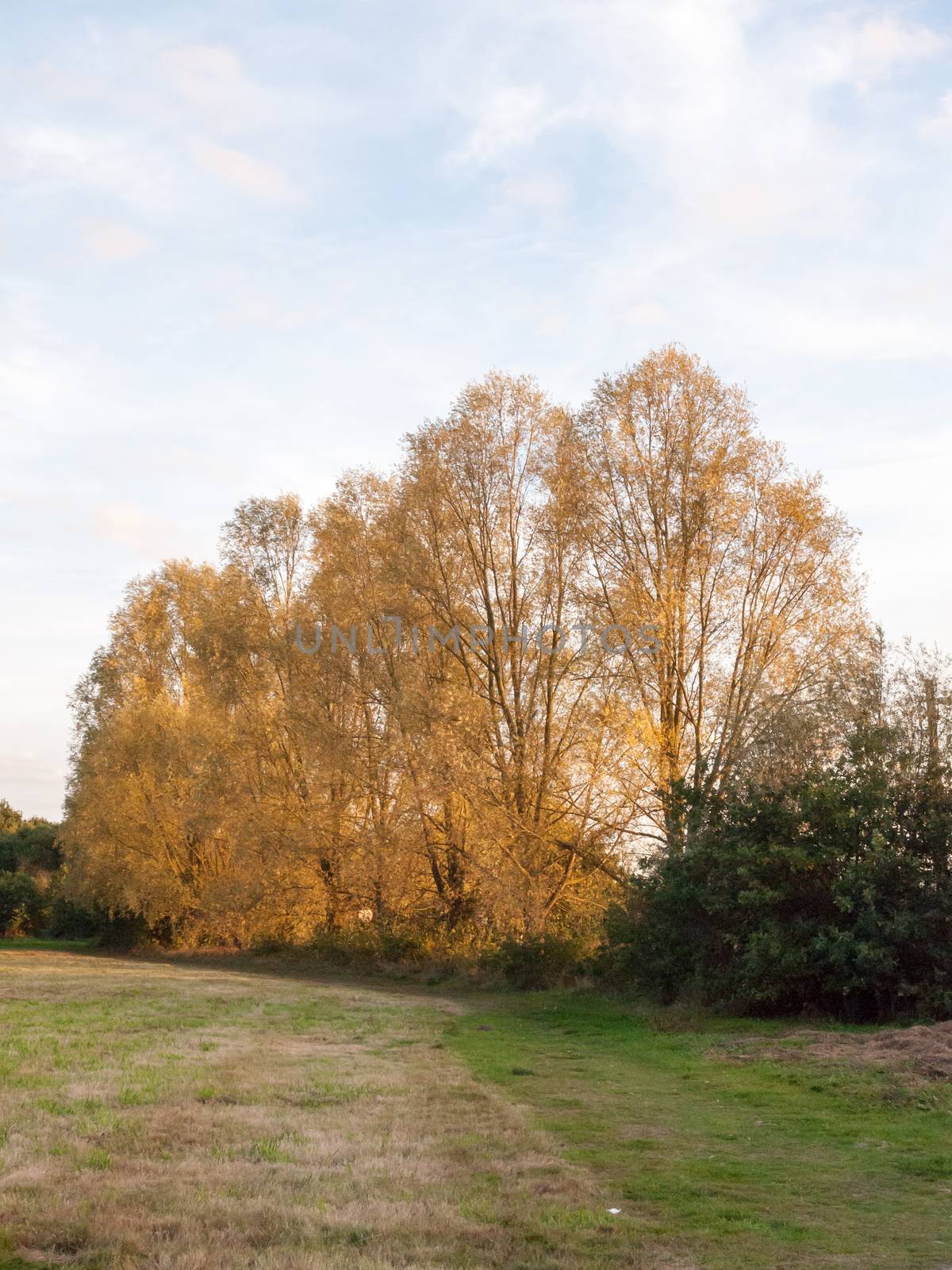 autumn row of high trees golden yellow fall pretty nature white sky; Essex; England; UK